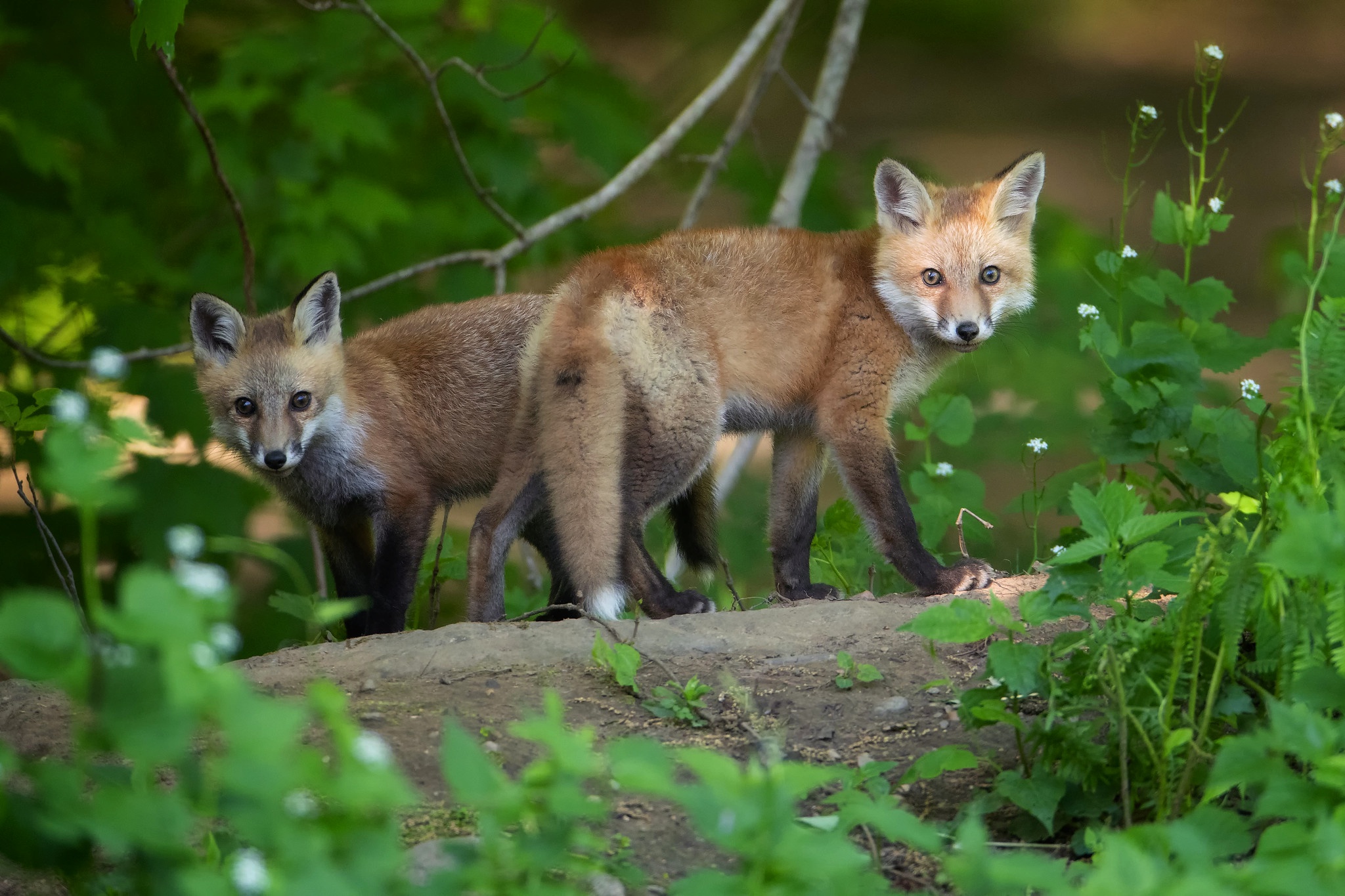 Baby fox фото