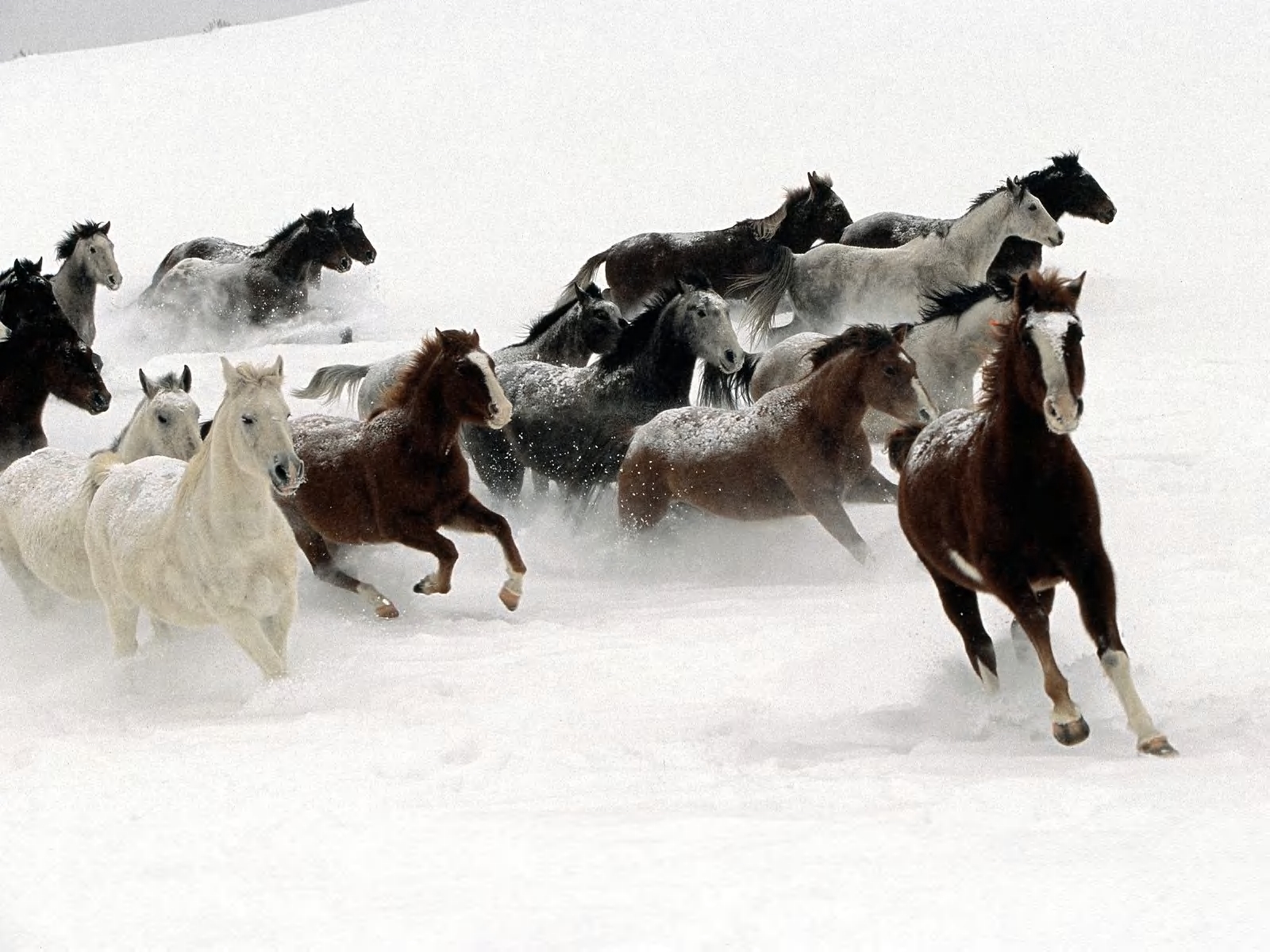 Download mobile wallpaper Winter, Animals, Horses for free.