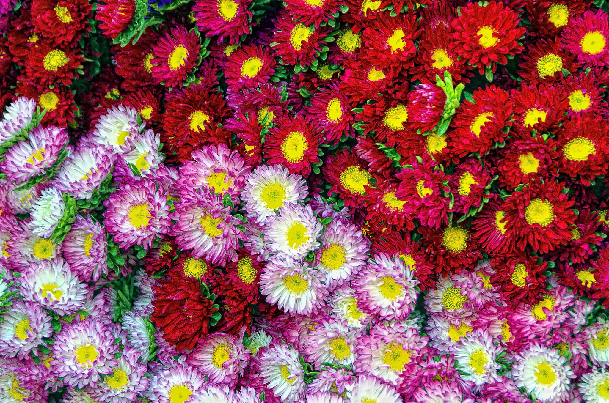 Download mobile wallpaper Flowers, Flower, Earth, Daisy, Red Flower, Pink Flower for free.