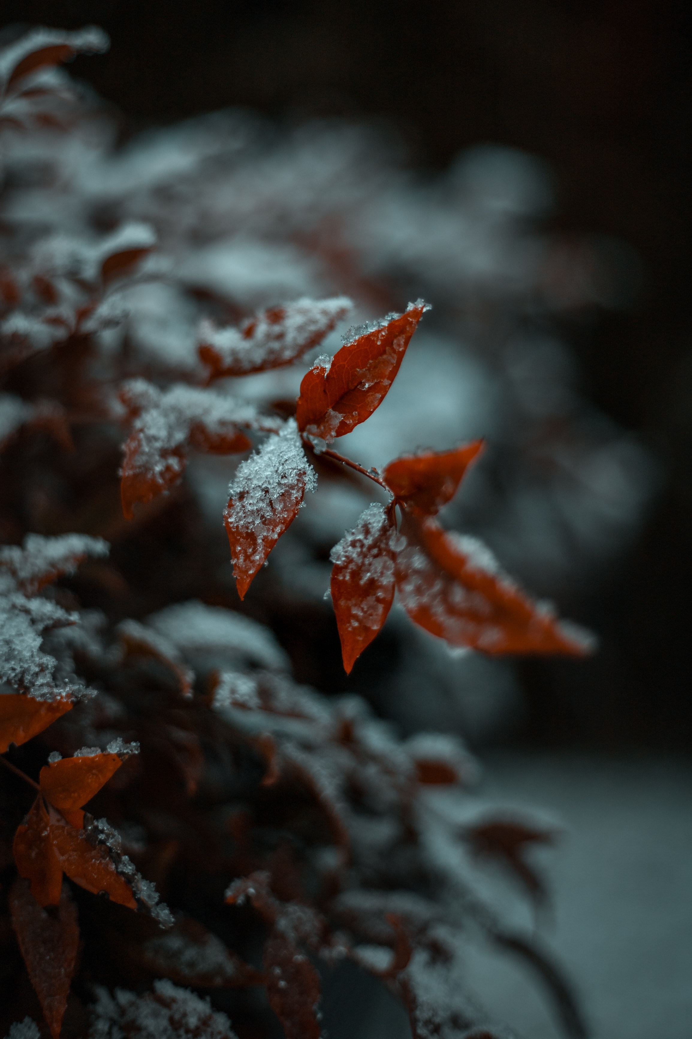 Download mobile wallpaper Snow, Macro, Plant, Leaflet for free.