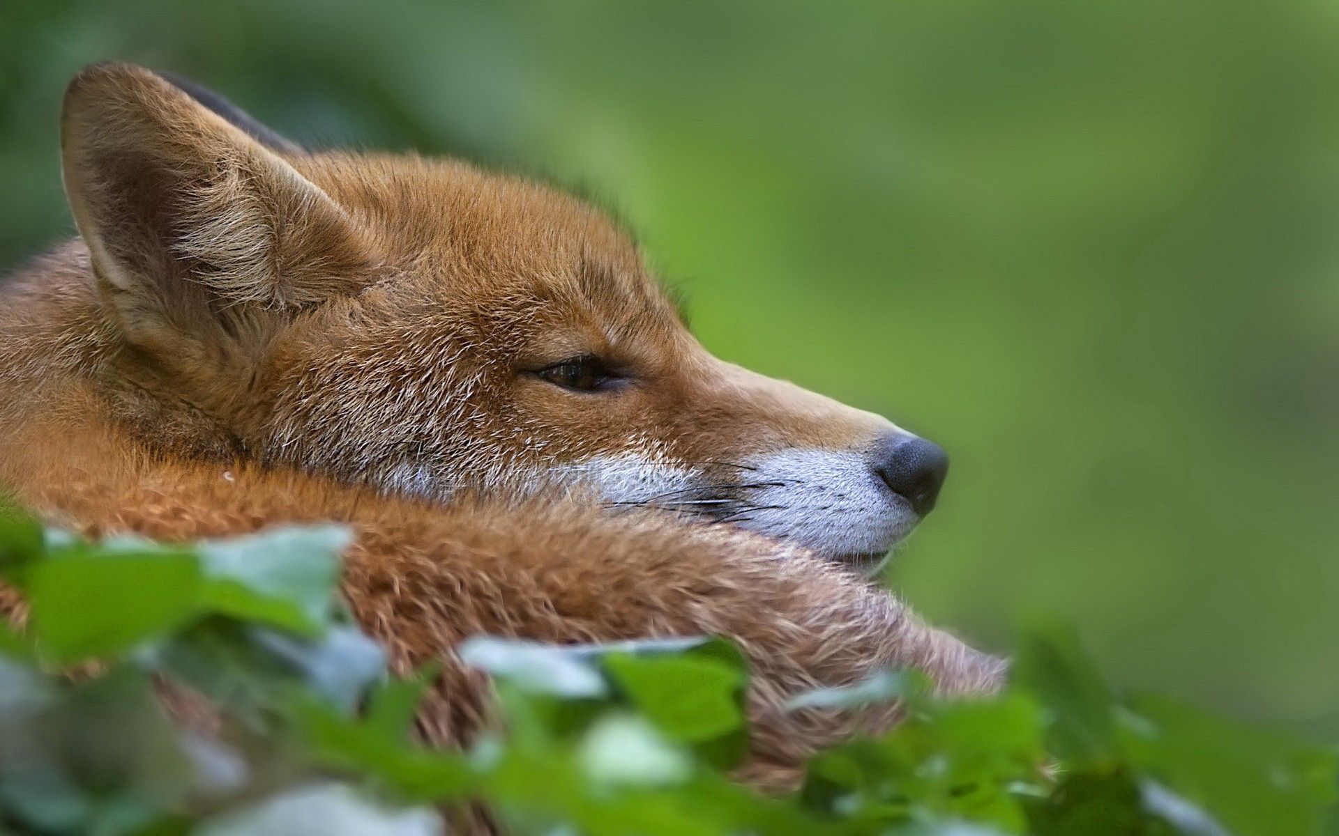 Laden Sie das Grass, Ein Fuchs, Liegen, Schnauze, Sich Hinlegen, Tiere, Fuchs-Bild kostenlos auf Ihren PC-Desktop herunter