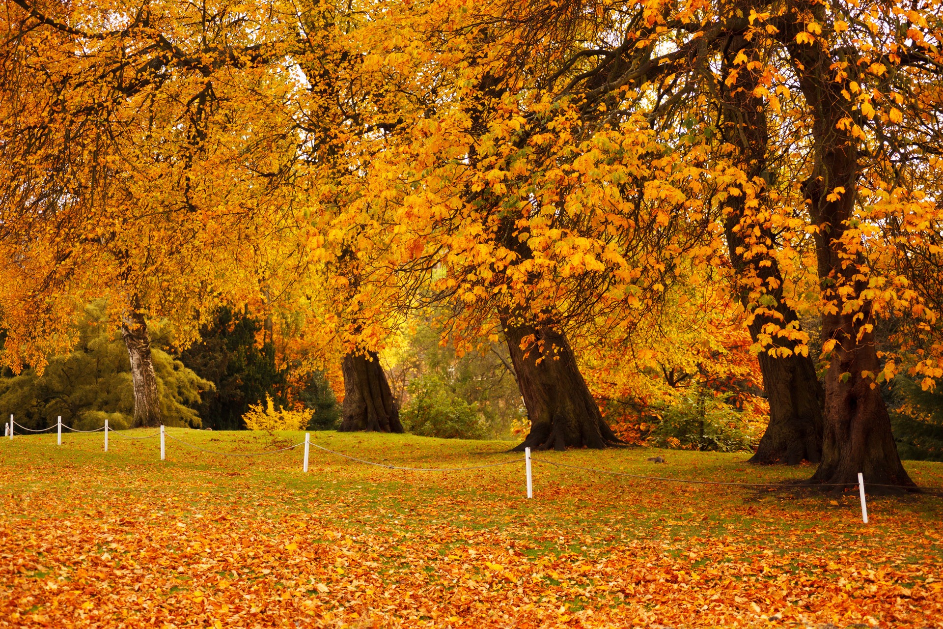 Красивые фото золотой осени парк