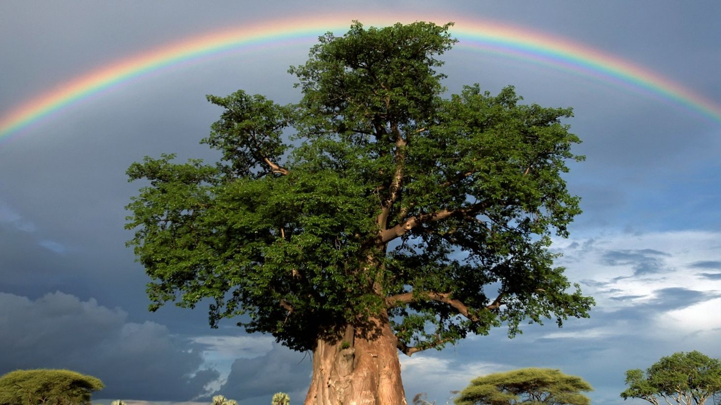 Большая картинка дерева. Баобаб National Geographic. Радужный баобаб. Красивое дерево. Могучее дерево.