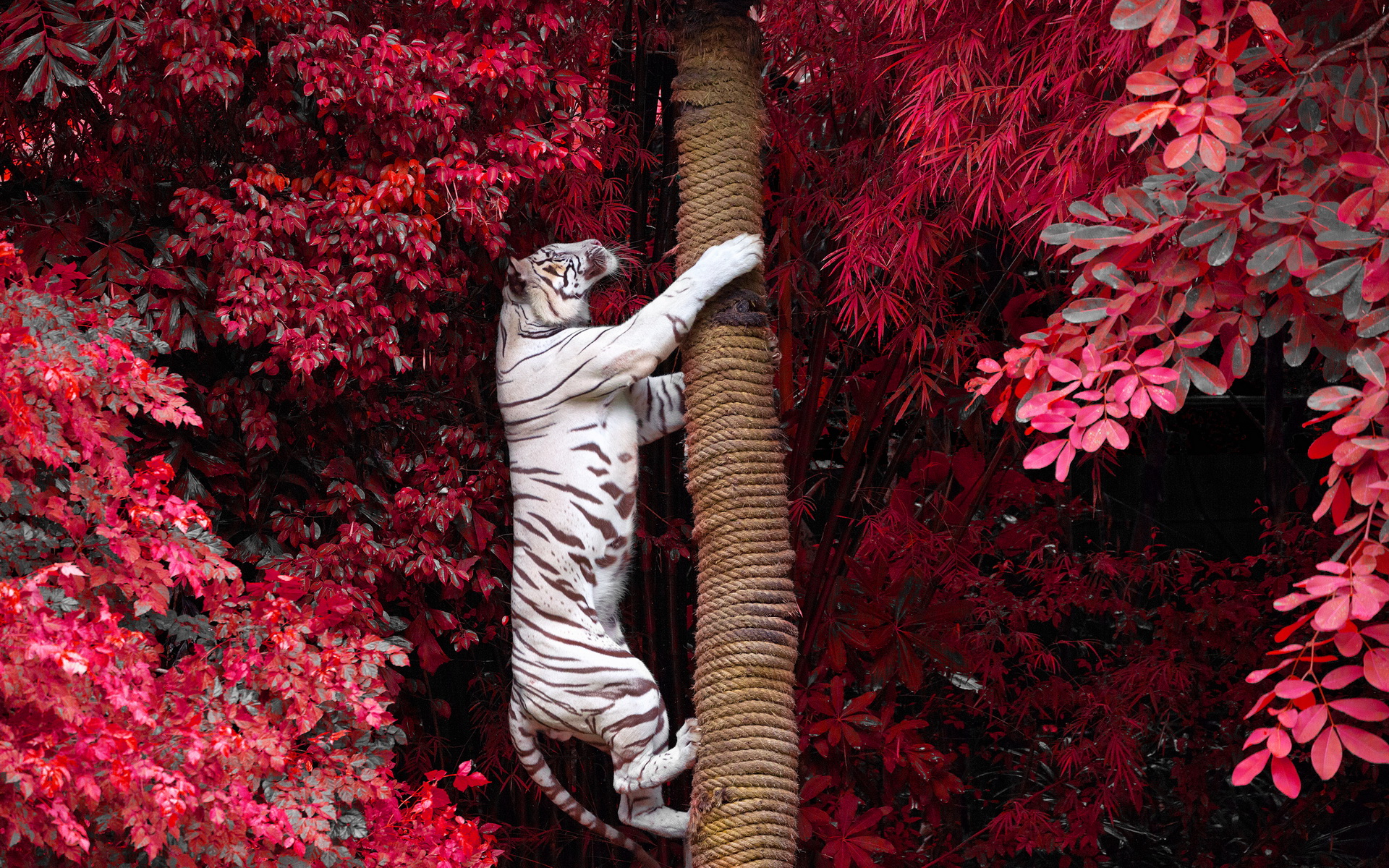 346583 baixar papel de parede tigre branco, animais, gatos - protetores de tela e imagens gratuitamente