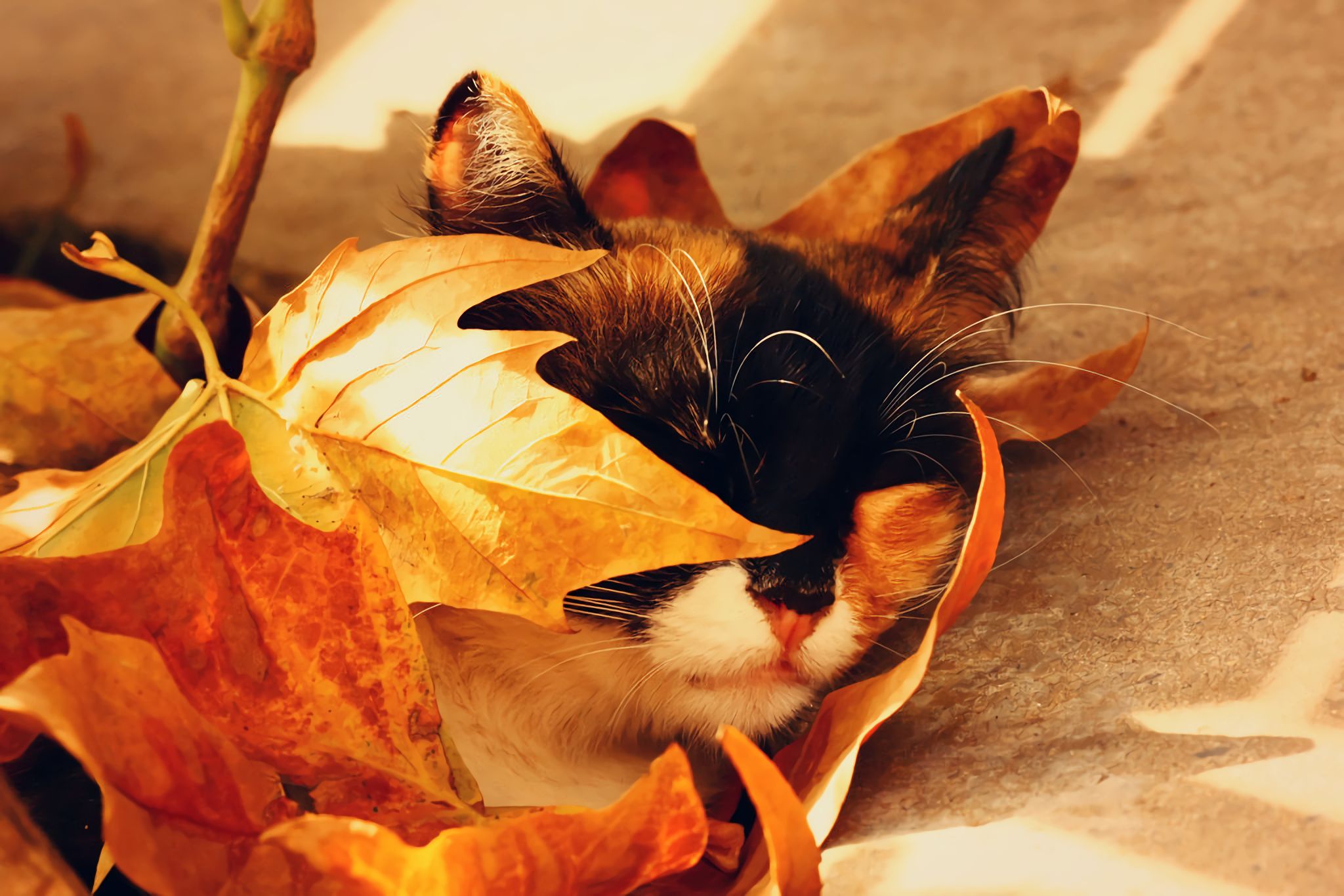 Cat In The Forest At Autumn Colour Wallpapers Background Autumn Cat  Animal Hd Photography Photo Brown Background Image And Wallpaper for Free  Download