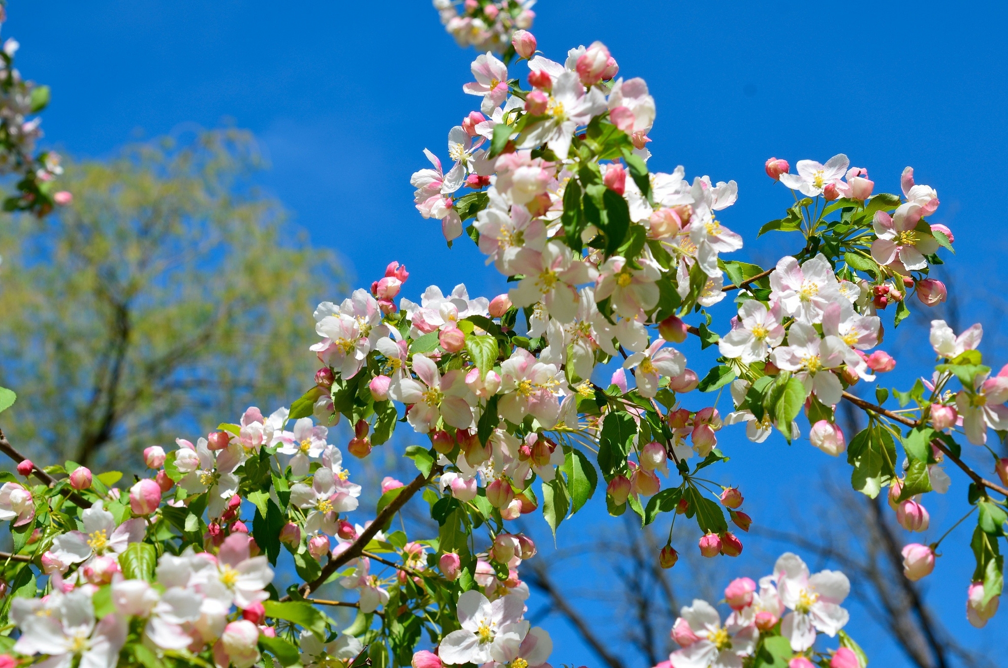 spring, apple tree, nature, branches, bloom, flowering