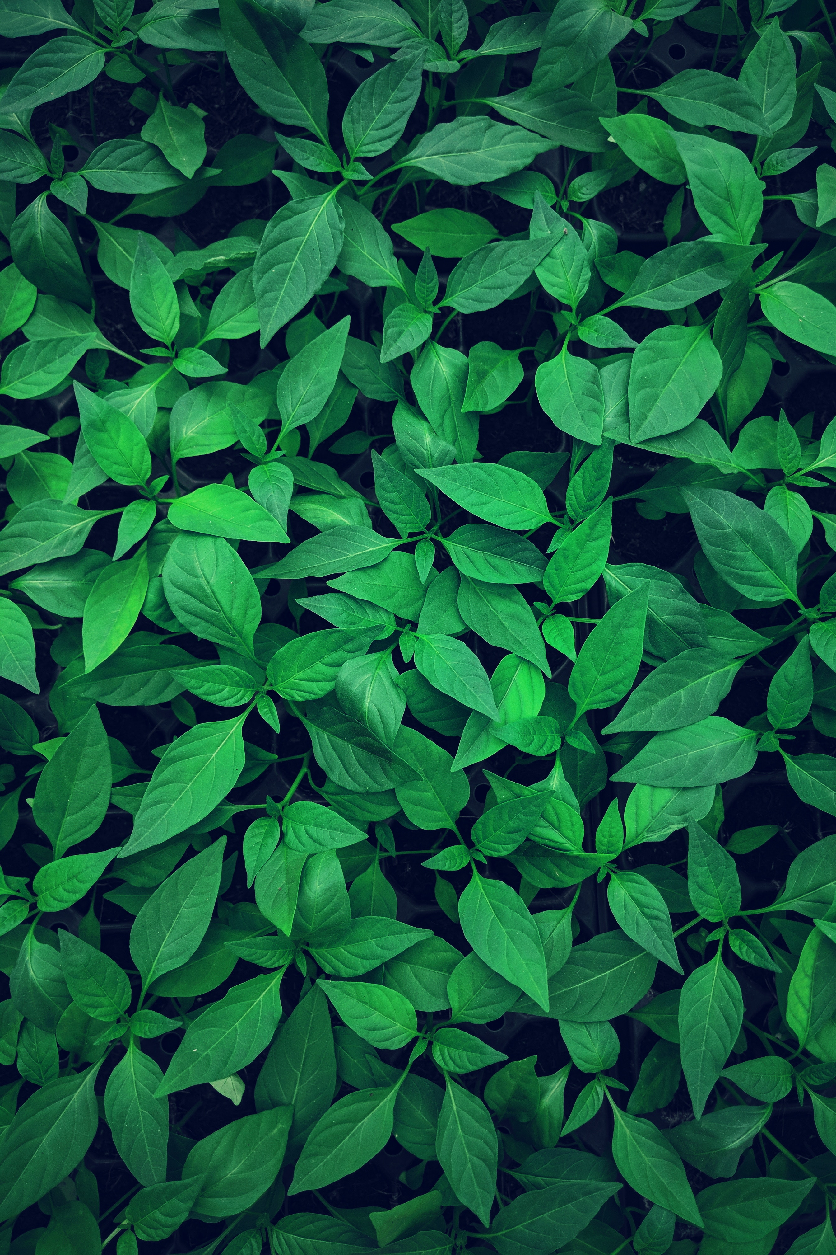 plant, green, nature, leaves, light, vegetation, light coloured Phone Background