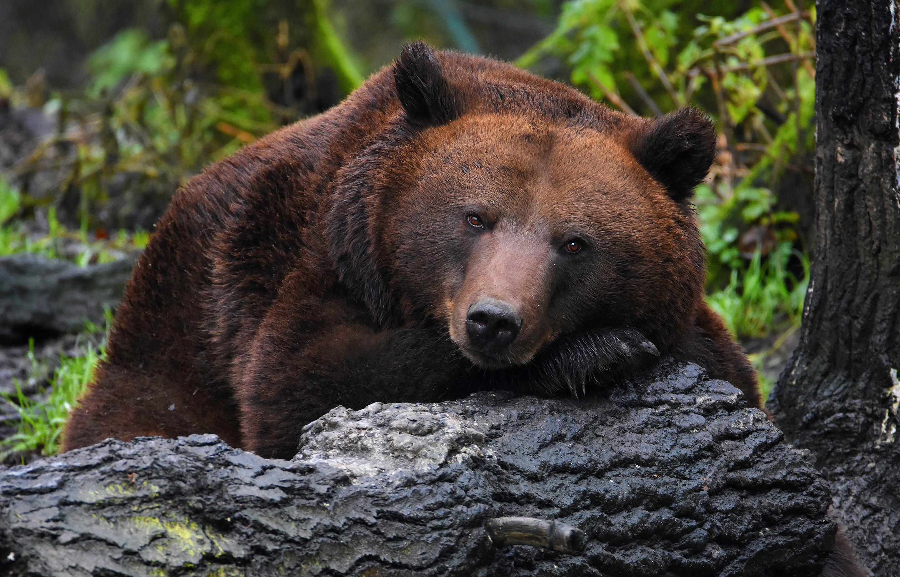 Бурый медведь коричневый