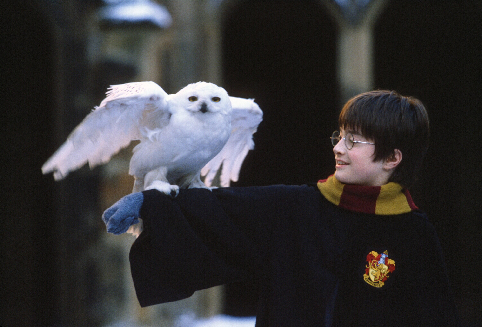harry potter and the philosopher's stone, daniel radcliffe, harry potter, movie, snowy owl