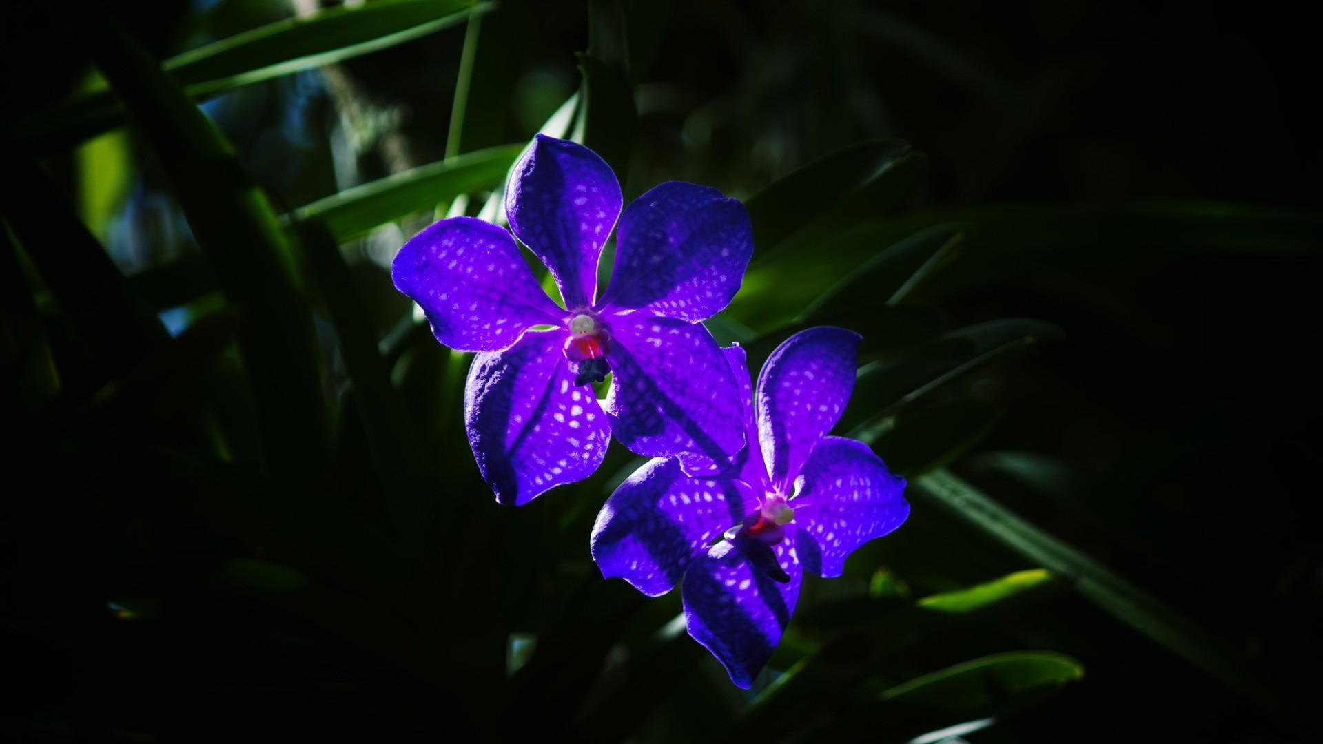 Поле Орхидей