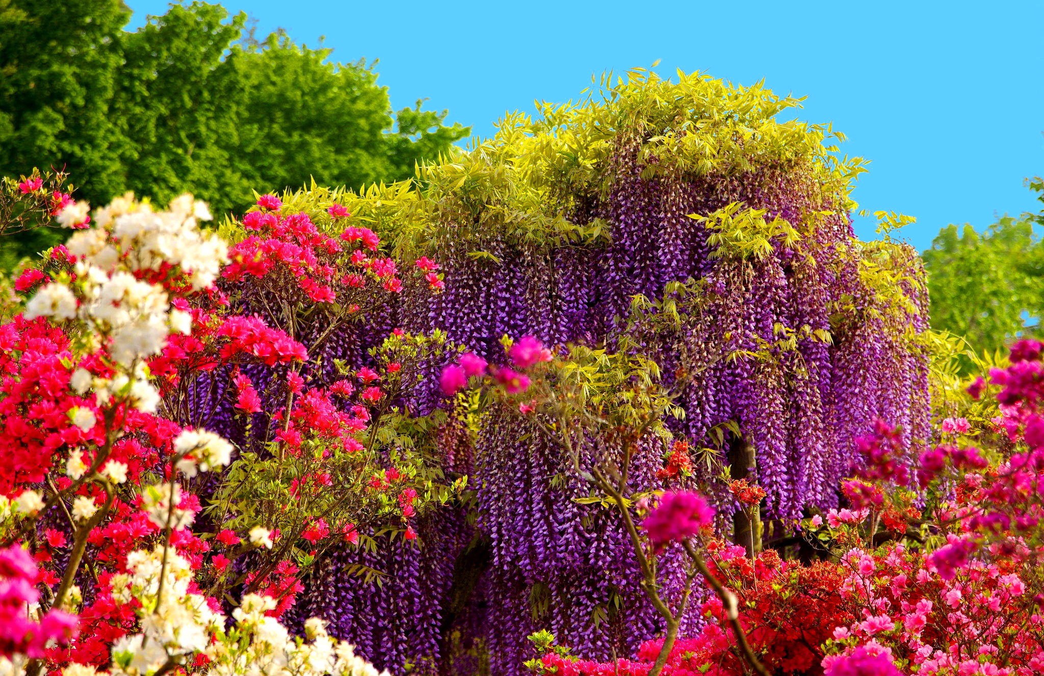 earth, spring, flower, pink flower, purple flower, wisteria UHD