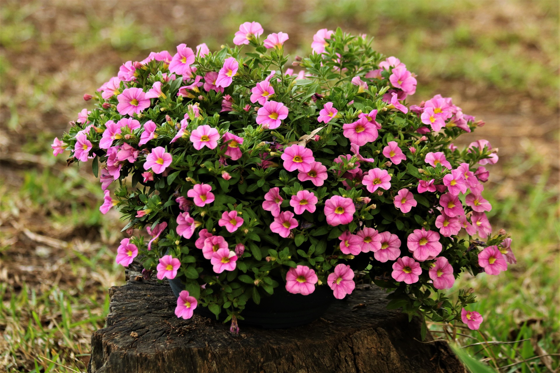 earth, petunia, pink flower, flowers wallpaper for mobile