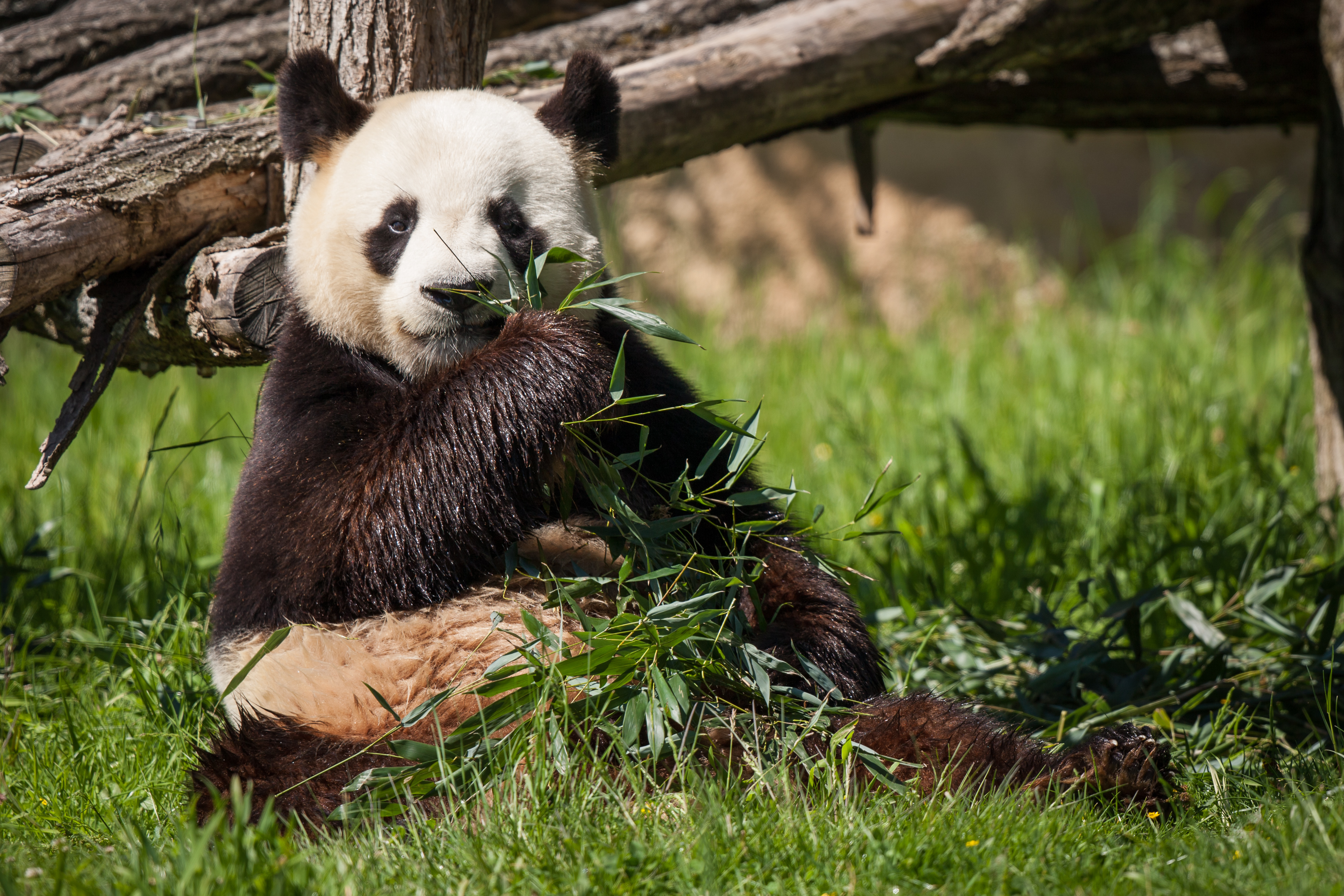 Download mobile wallpaper Animals, Grass, Bear, Bamboo, Panda for free.
