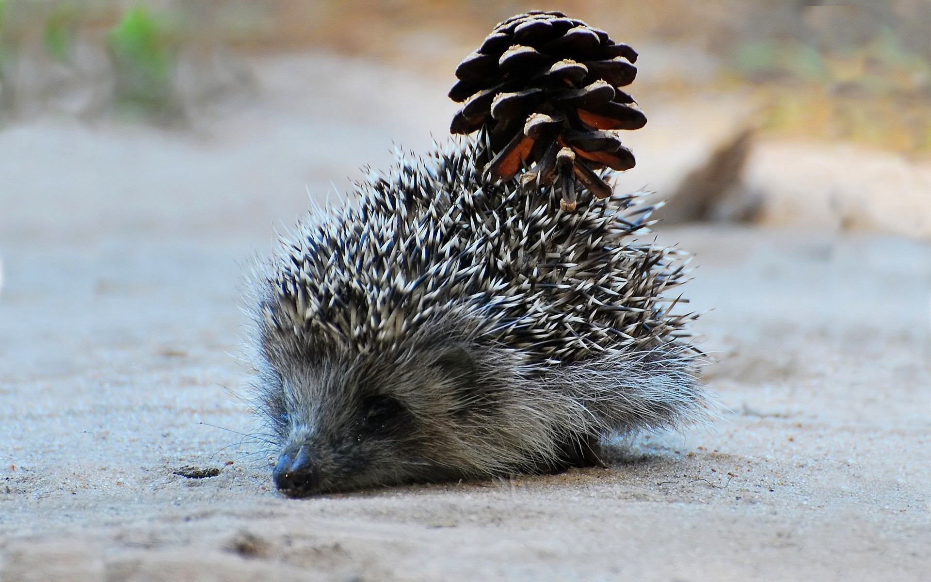 Hedgehogs HD download for free