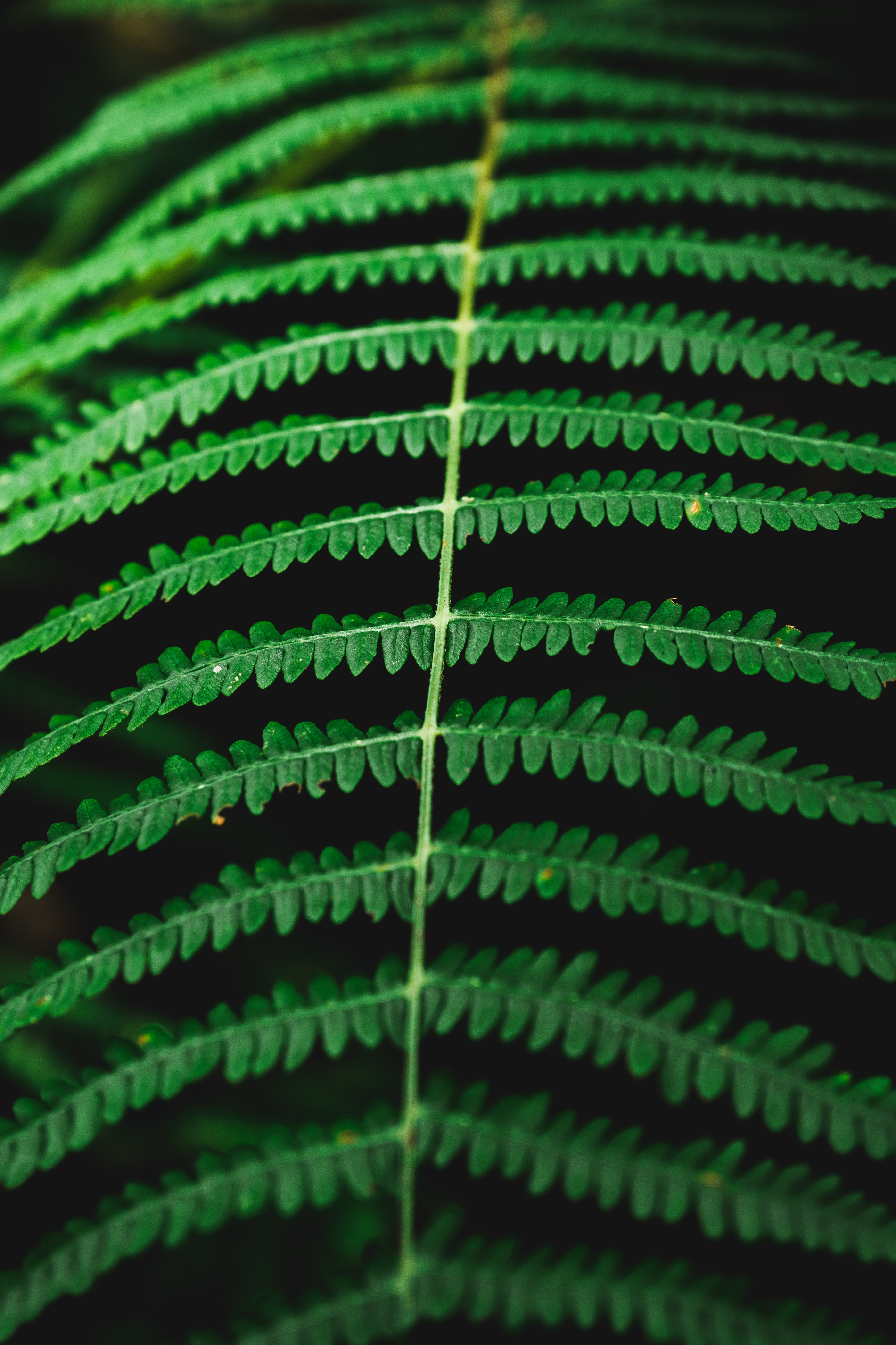 Download mobile wallpaper Fern, Macro, Plant, Leaves for free.
