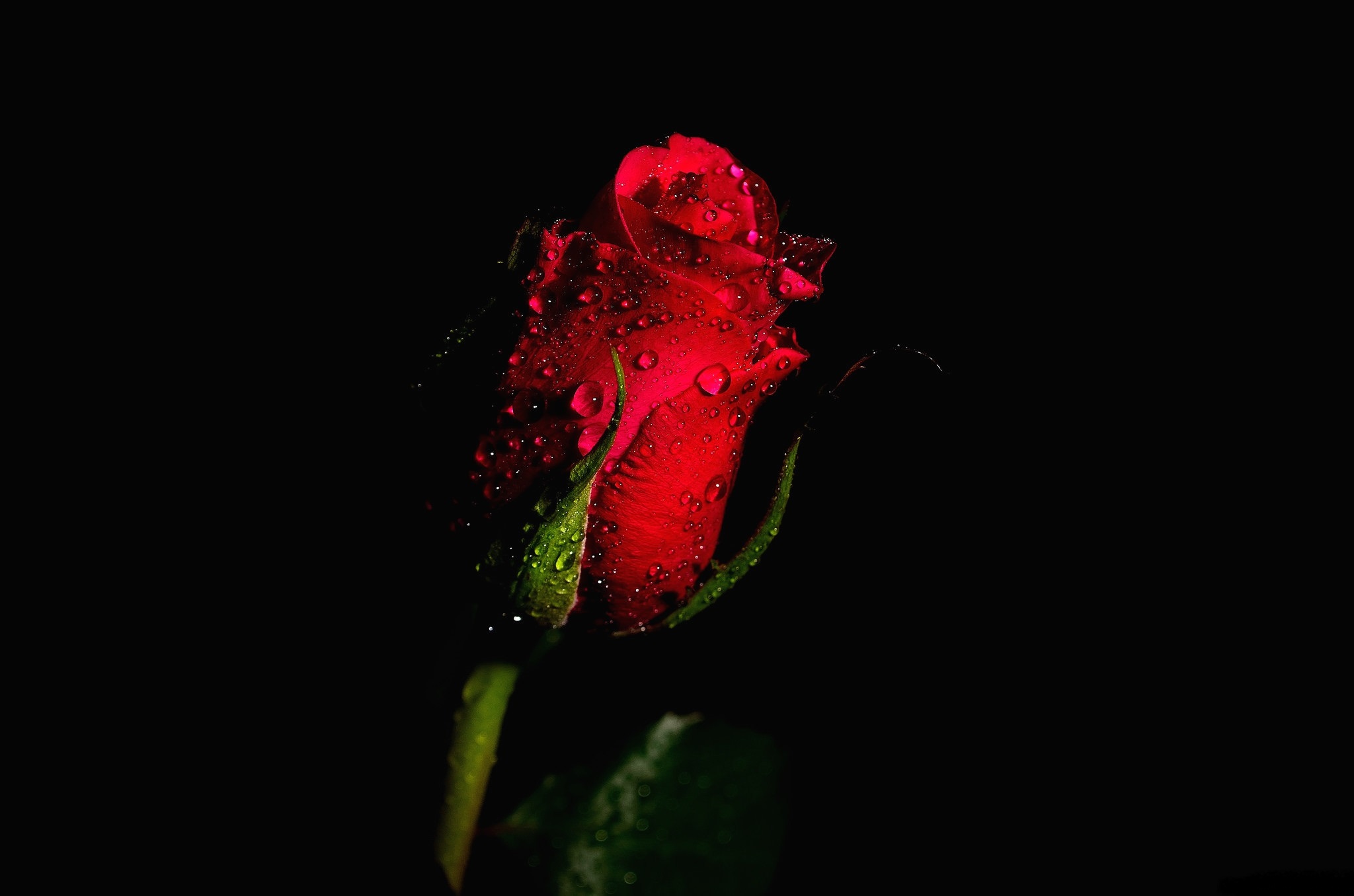 Красочная роза на черном фоне