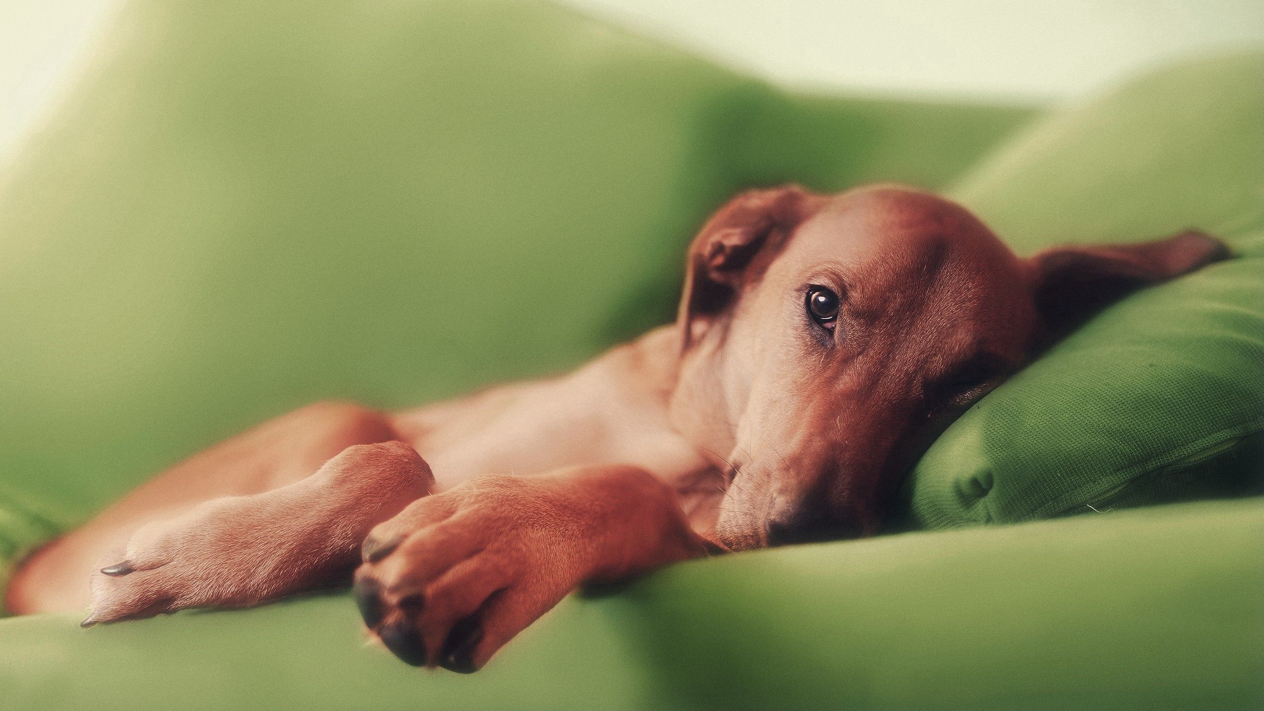 animals, to lie down, lie, dog, sleep, dream, pillow High Definition image
