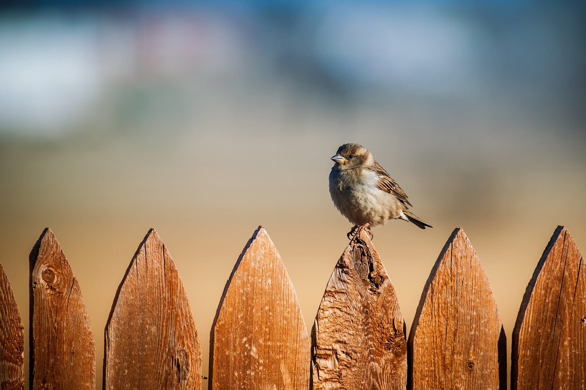 Download mobile wallpaper Fence, Sky, Bird, Animals, Sparrow for free.
