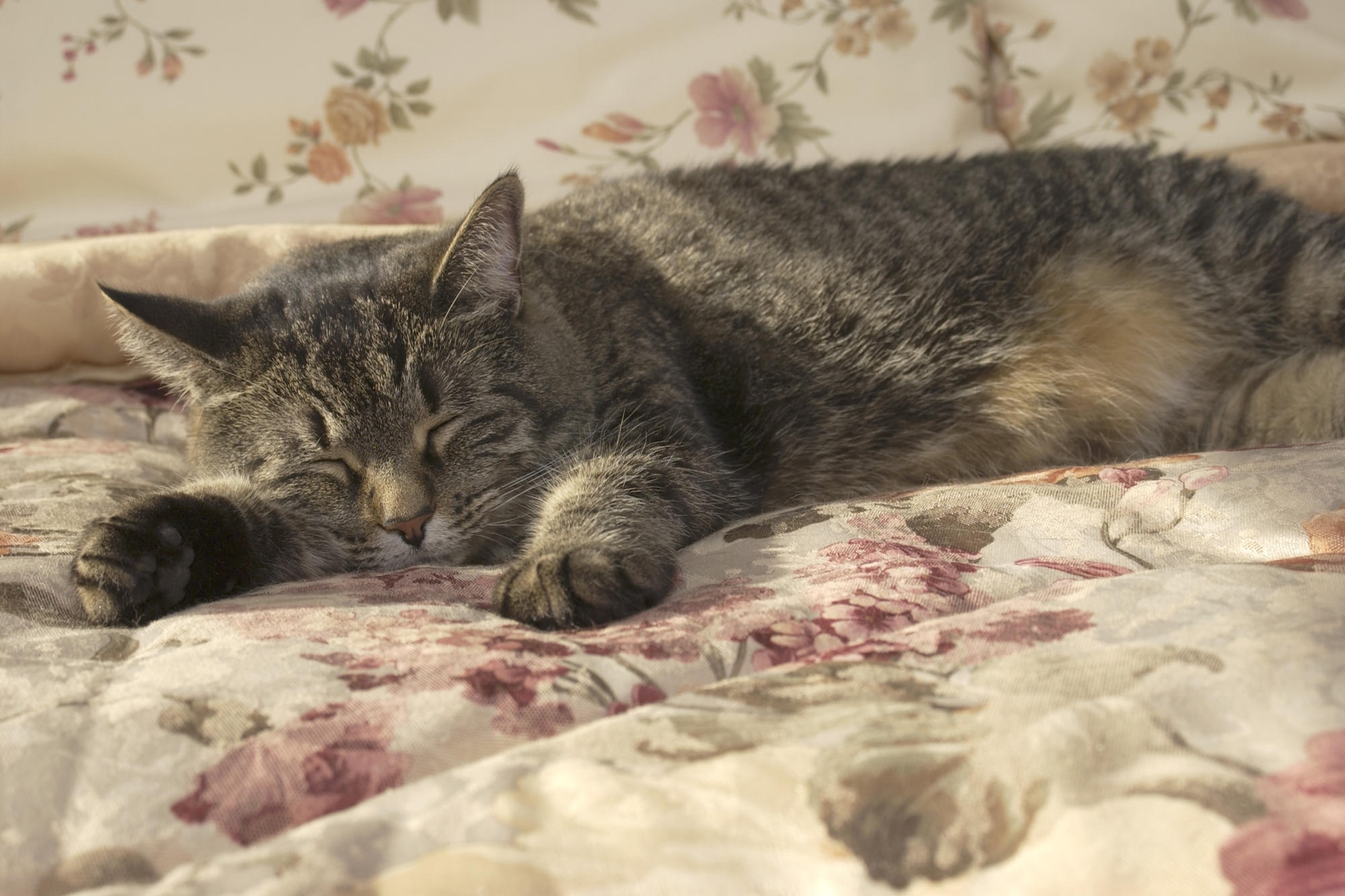 Дикие кошки сон. Спящие котики. Кошка лежит. Кот серый.