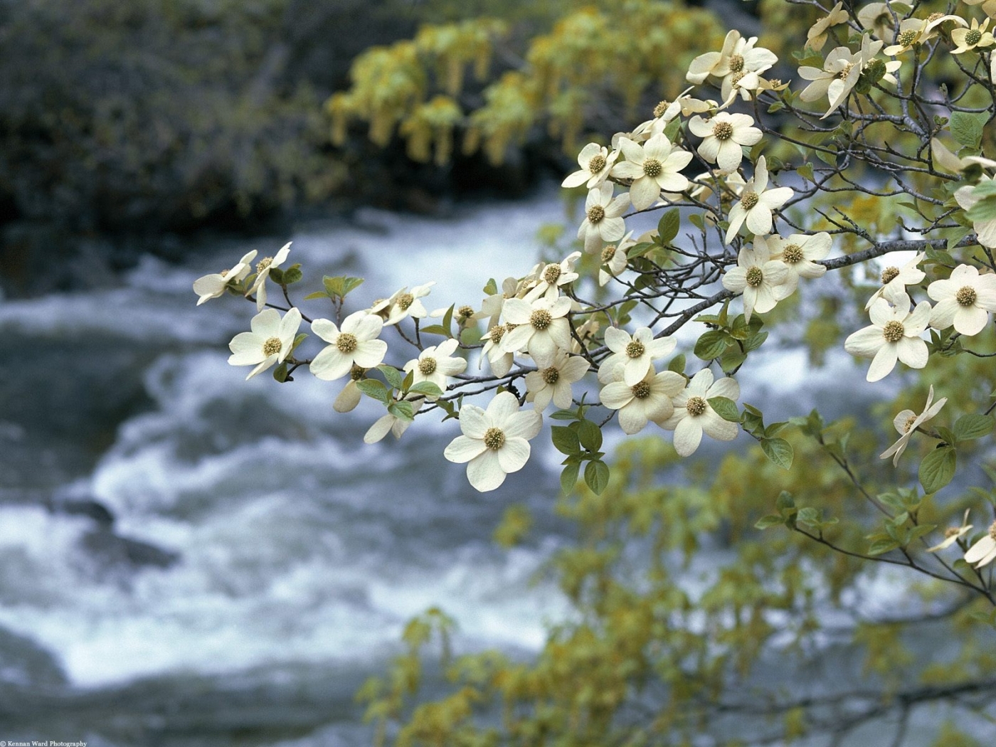 Download mobile wallpaper Plants, Rivers, Landscape, Flowers for free.