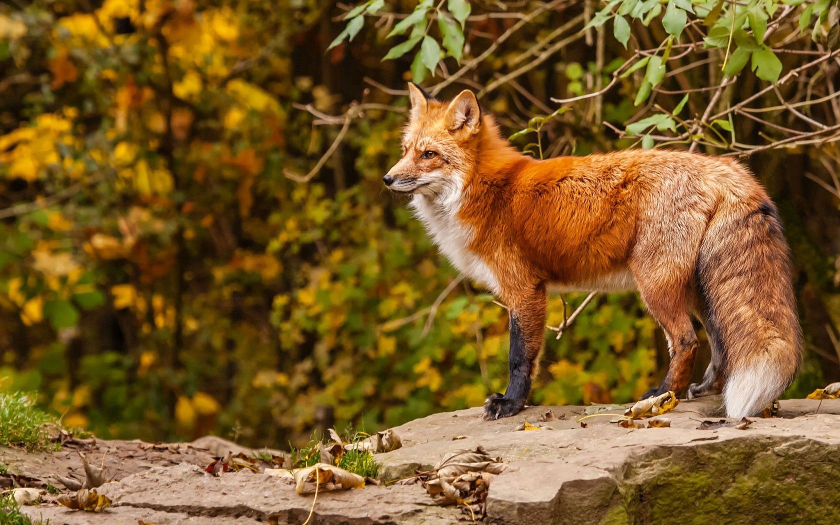 Download mobile wallpaper Redhead, Fox, Animals, Autumn for free.