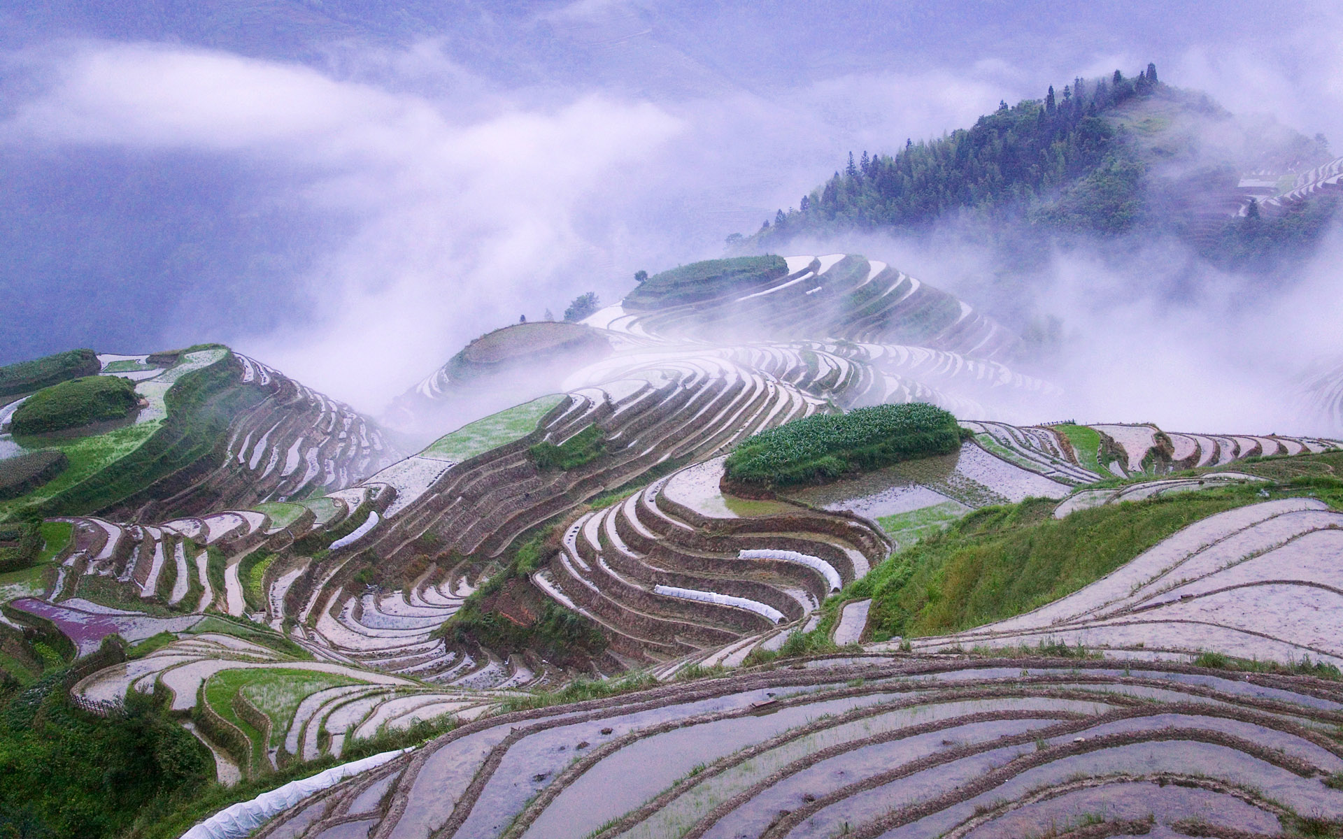 Рисовые террасированные поля в Китае