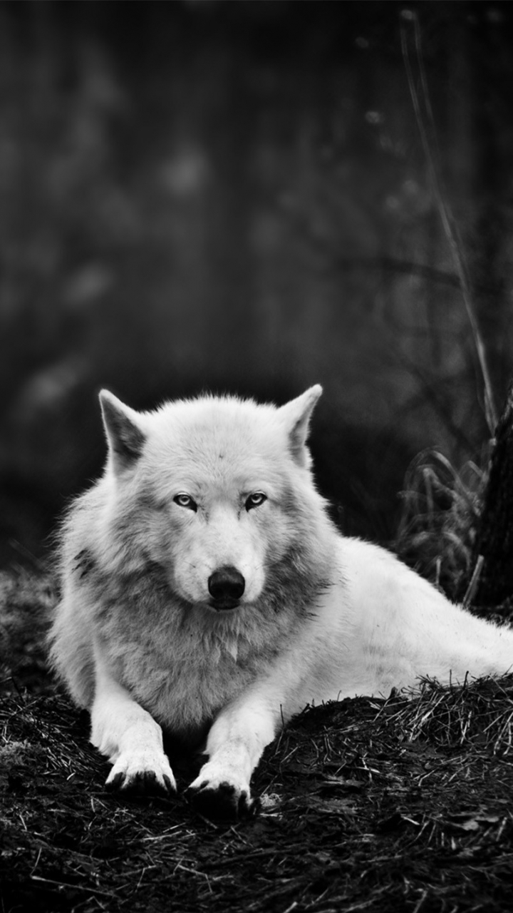 Белый волк на заставку