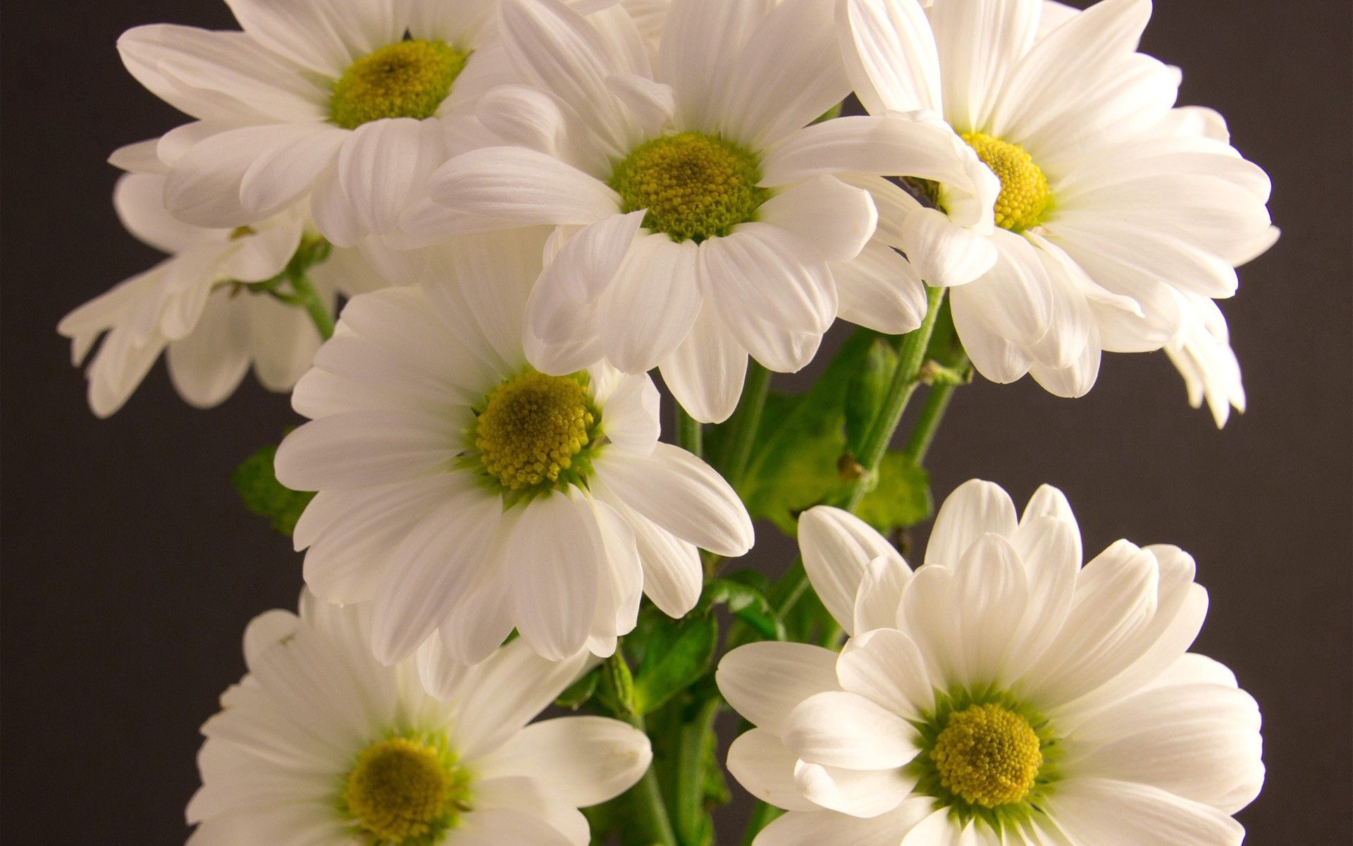 免费下载花束, 花瓣, 白色的, 花卉手机壁纸。