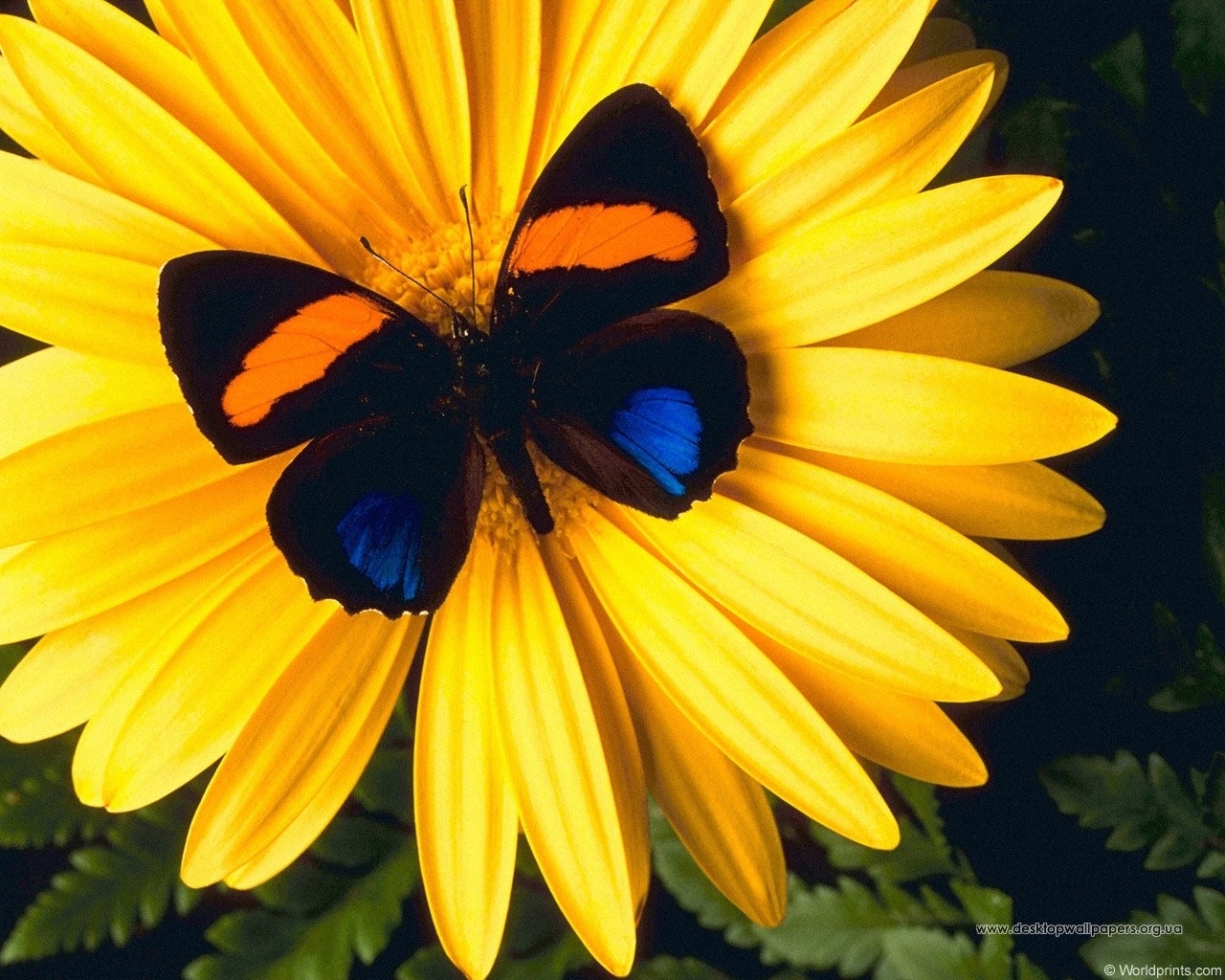 13571 завантажити шпалери метелики, комахи, квіти, жовтий - заставки і картинки безкоштовно