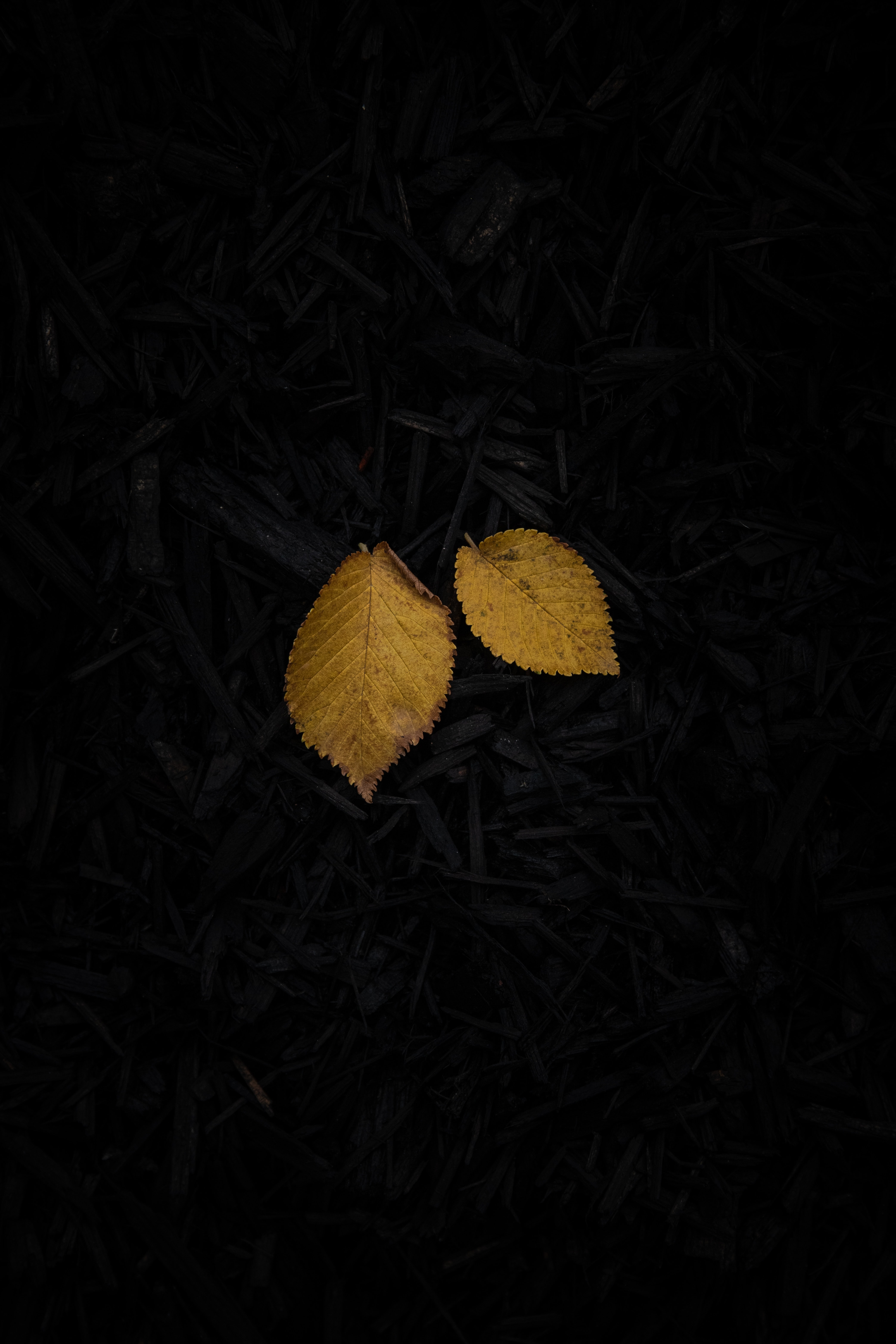 dark, sheet, grass, yellow, leaf