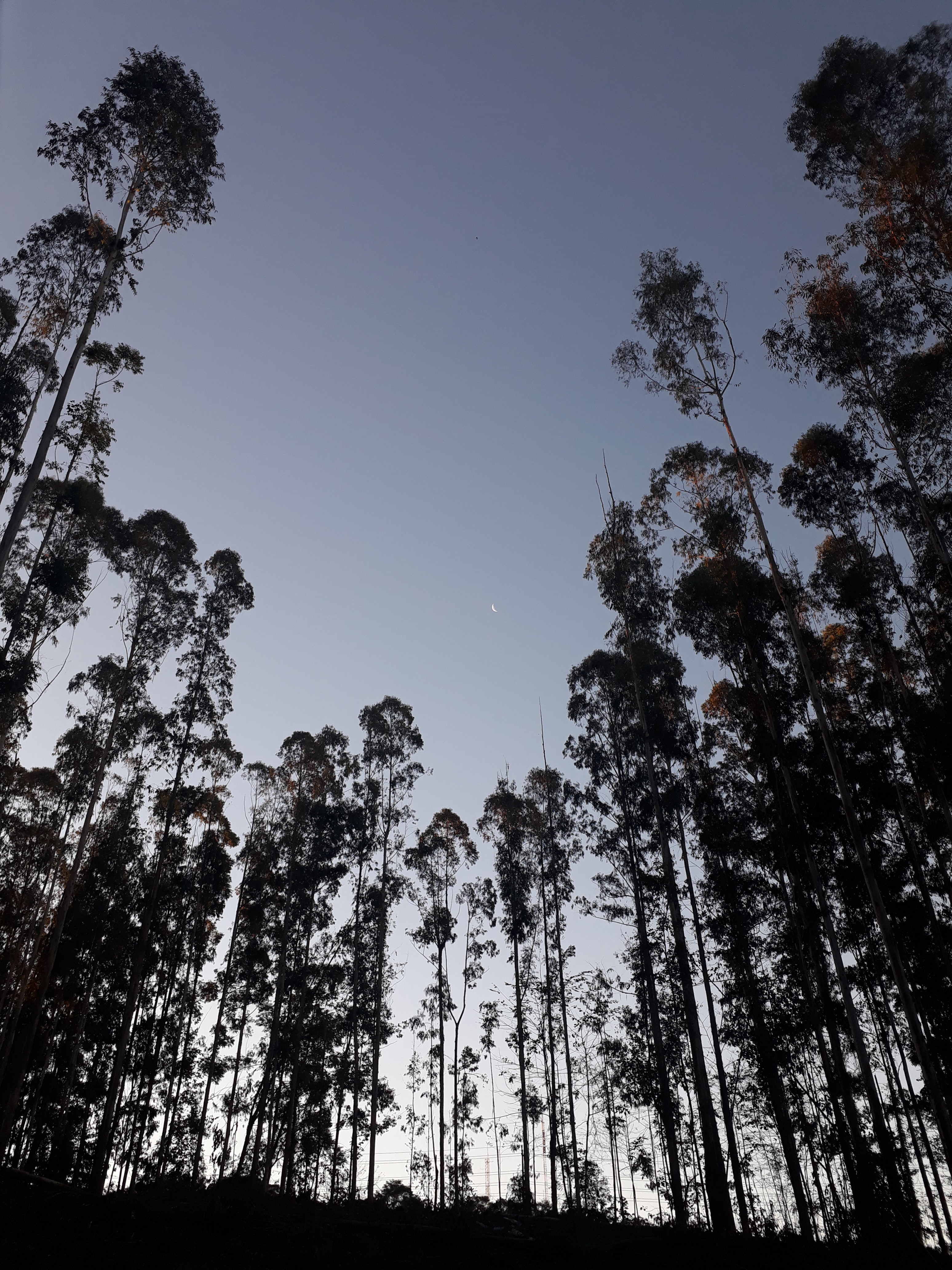 Download mobile wallpaper Bottom View, Evening, Trees, Nature, Moon for free.