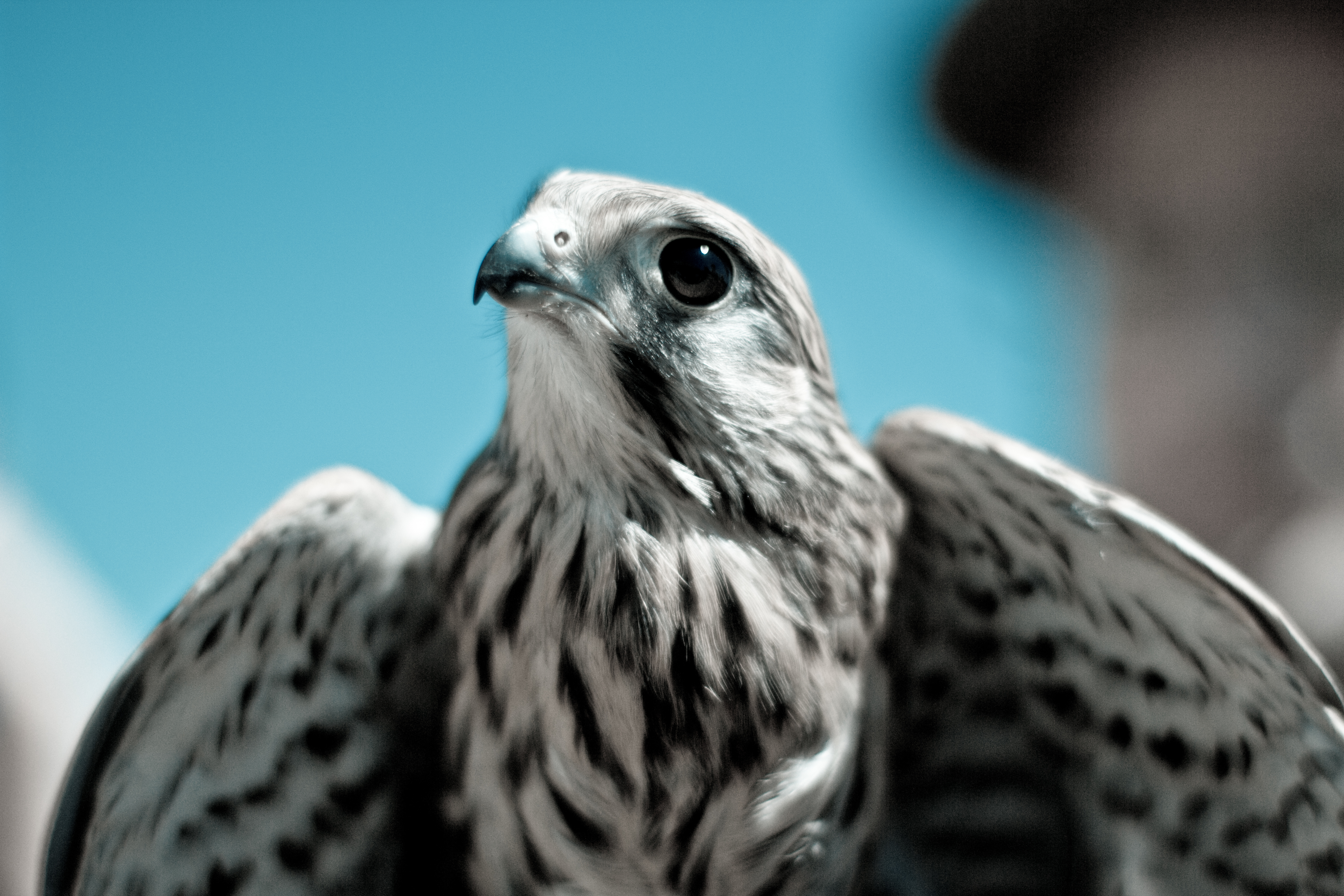 Free download wallpaper Predator, Falcon, Animals, Beak, Bird on your PC desktop
