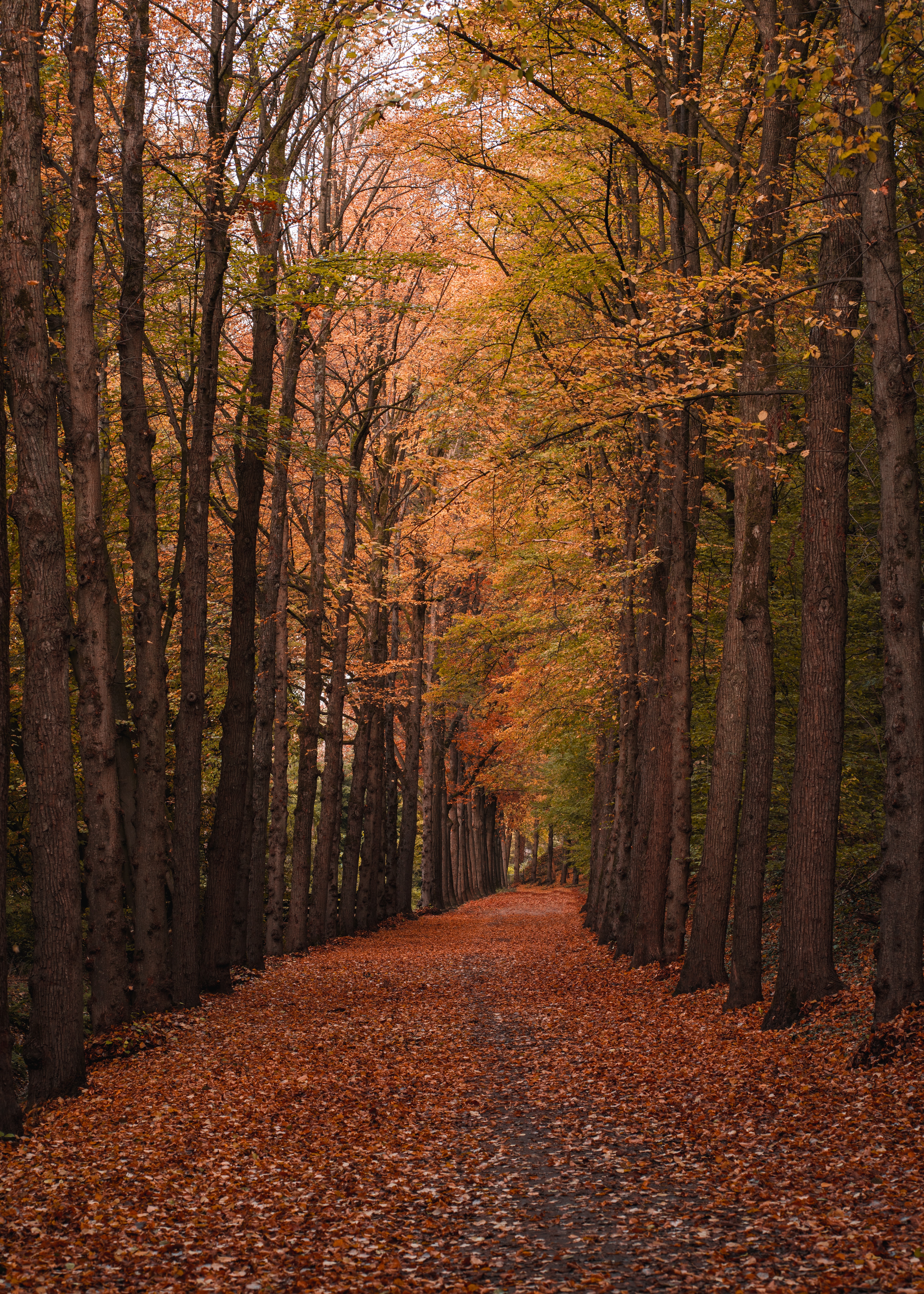 Download mobile wallpaper Track, Forest, Foliage, Trees, Nature, Autumn for free.