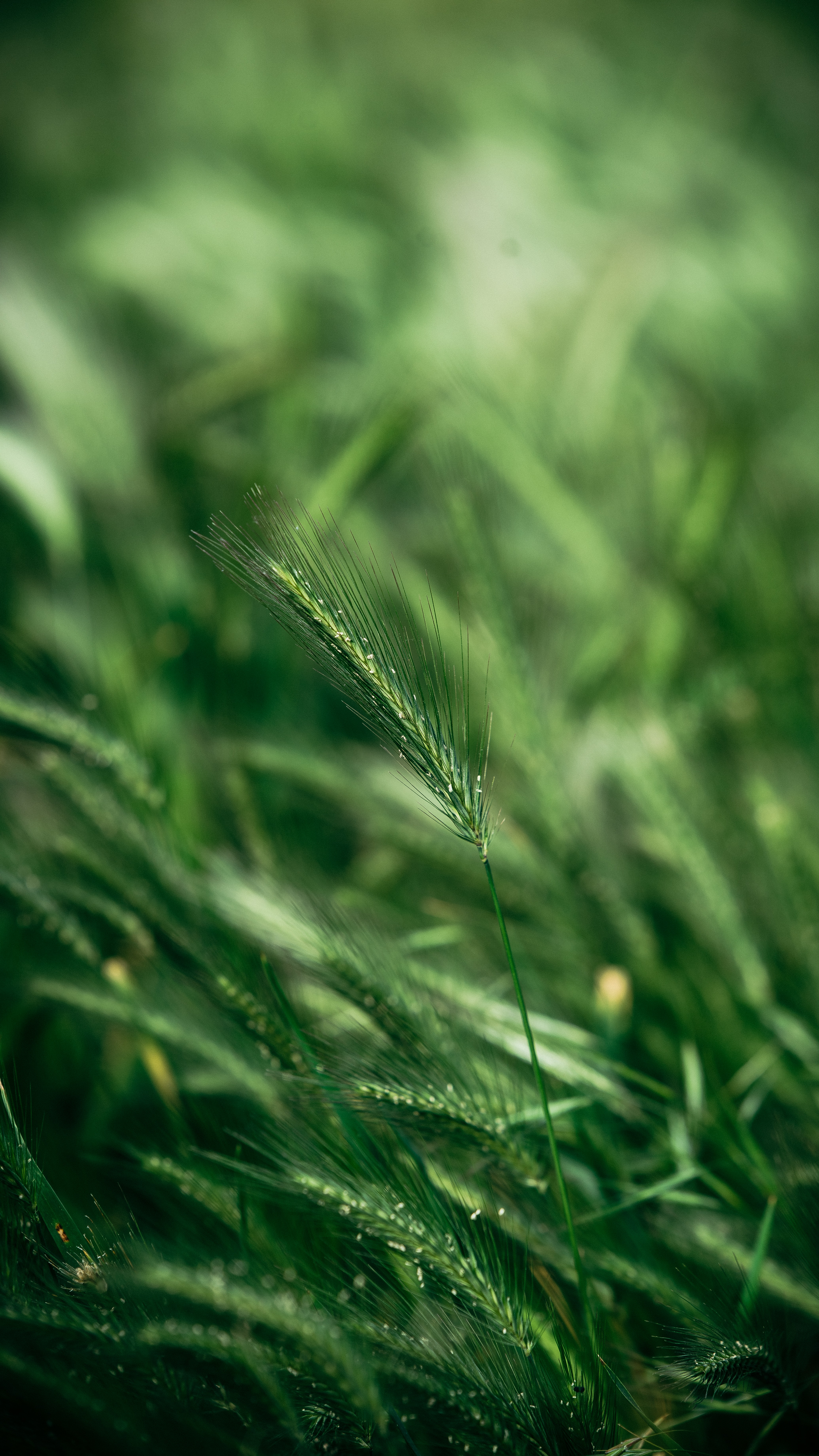 grass, green, macro, ear HD wallpaper