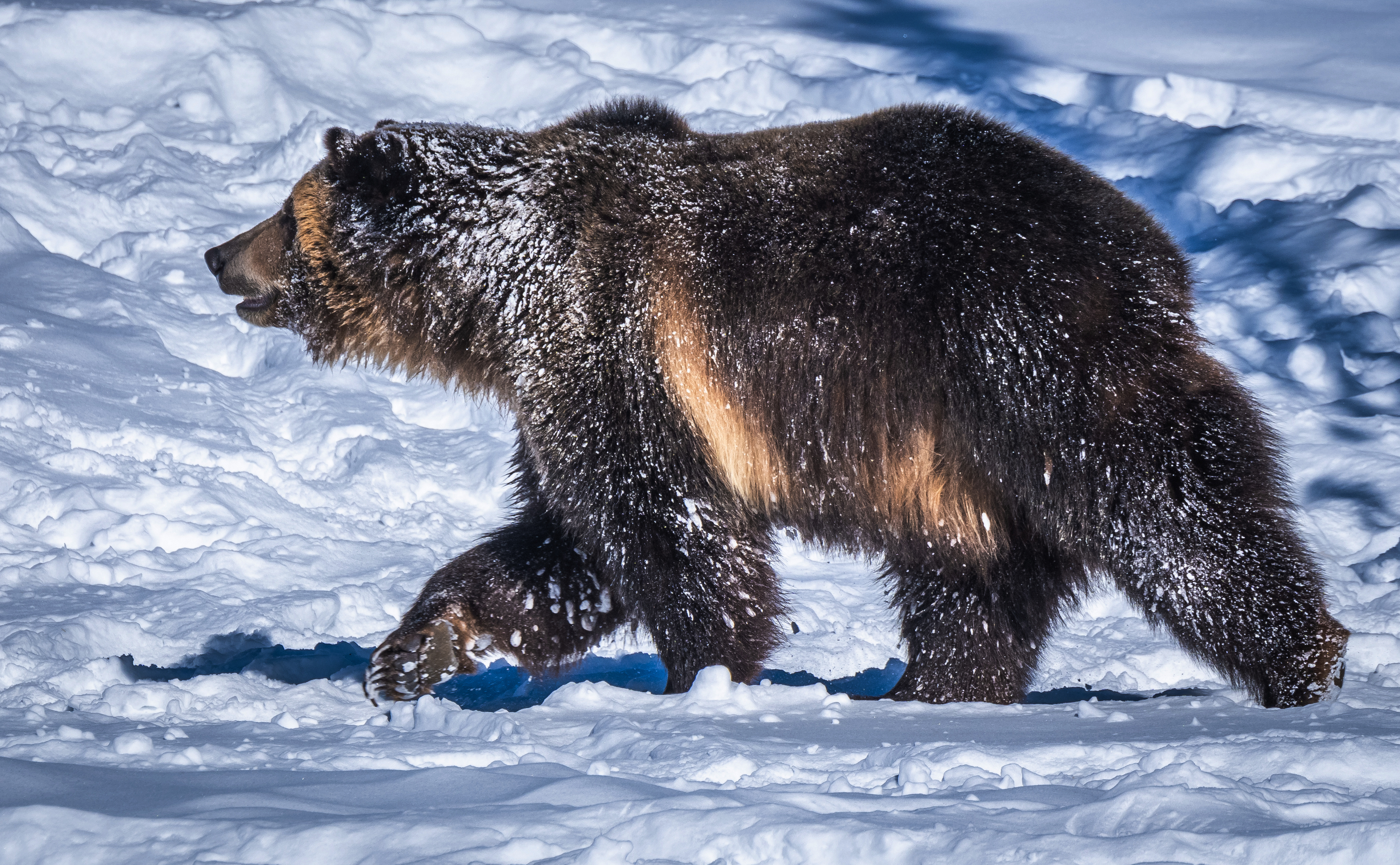 497865 скачать обои животные, медведь гризли, гризли, снег, медведи - заставки и картинки бесплатно