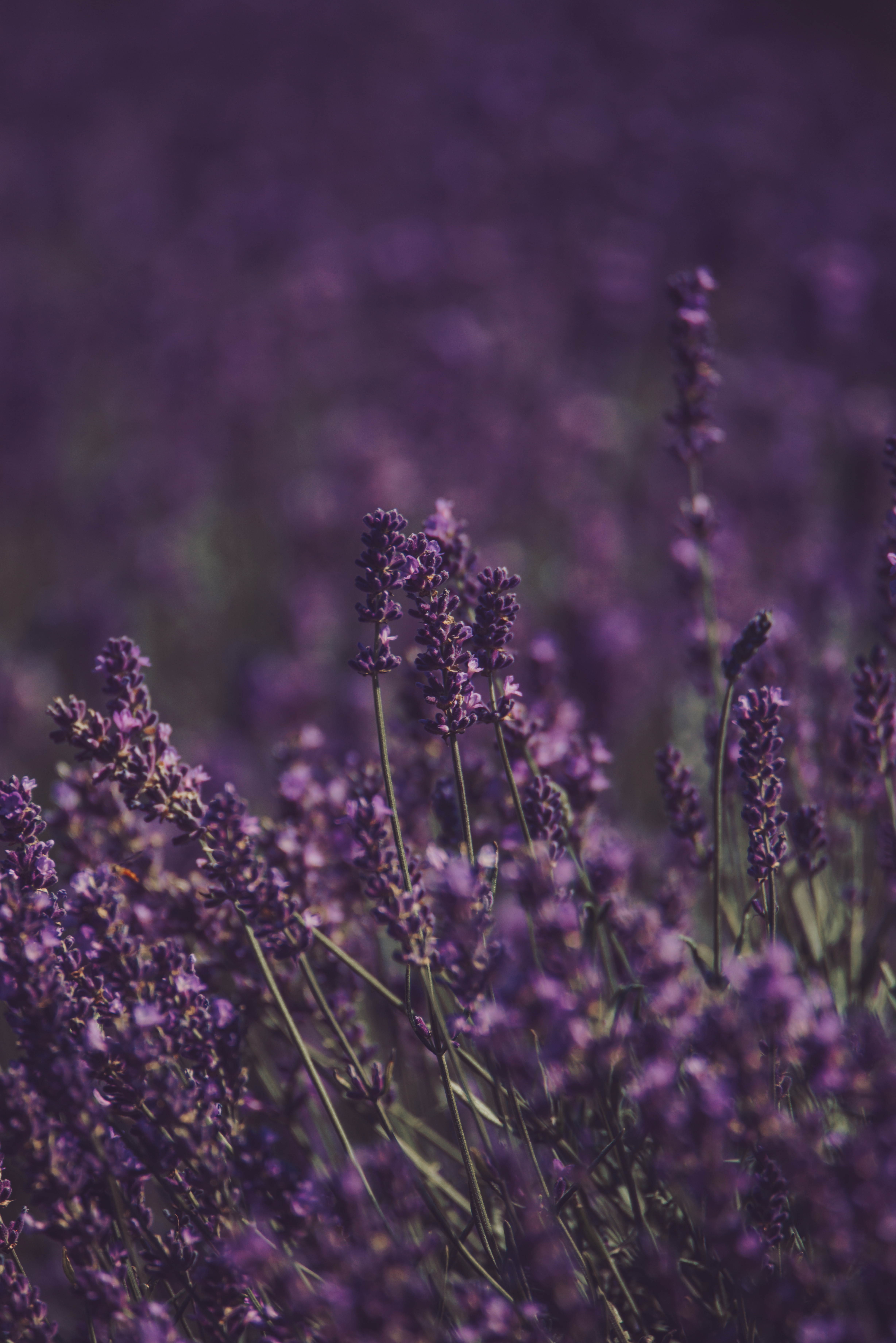 purple, lavender, violet, flowers, bloom, flowering, field HD wallpaper
