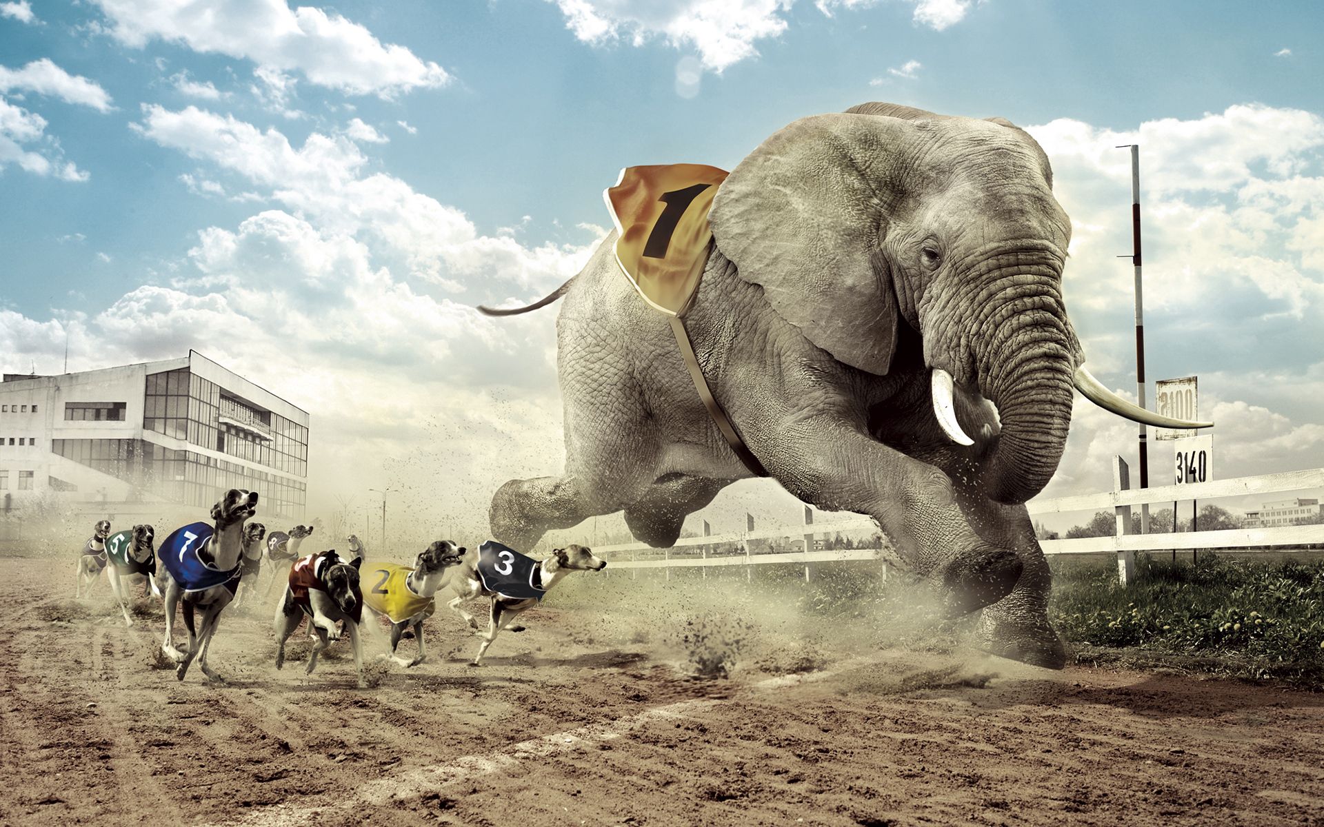 Download mobile wallpaper Elephant, Competition, Fangs, Track, Fence, Heat, Cloud, Lanterns, Lights, House, Race, Sand, Dog, Animals, Sky, Grass, Building, Glass for free.
