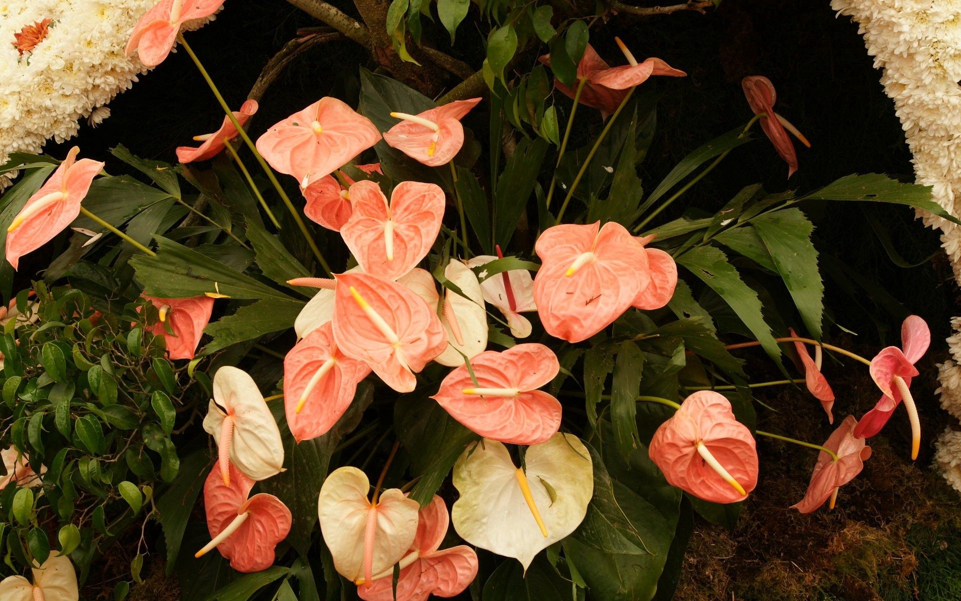 Download mobile wallpaper Greens, Anthurium, Leaves, Flowers, Flower for free.