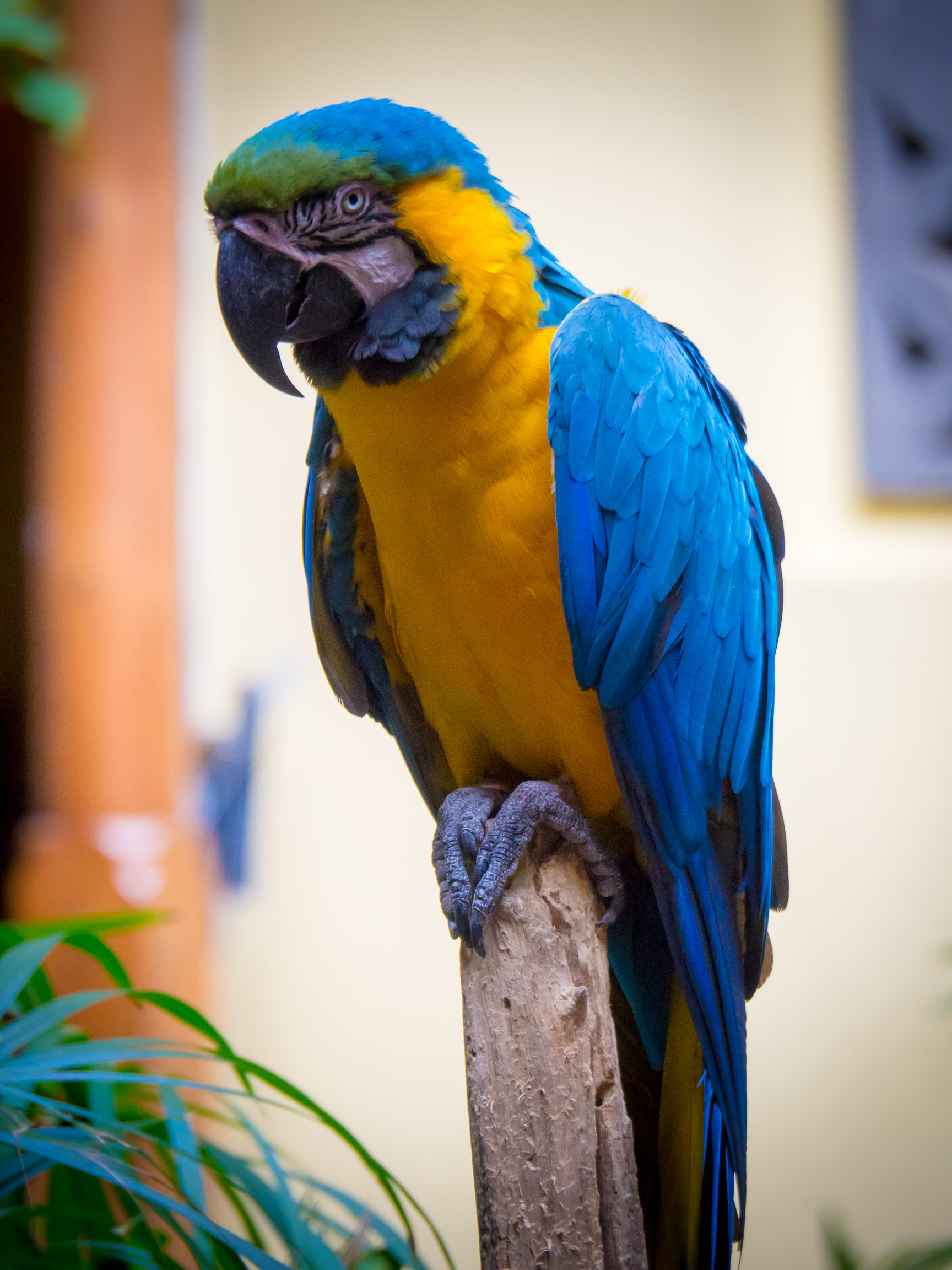 Download mobile wallpaper Bright, Animals, Bird, Feather, Macaw, Parrots for free.