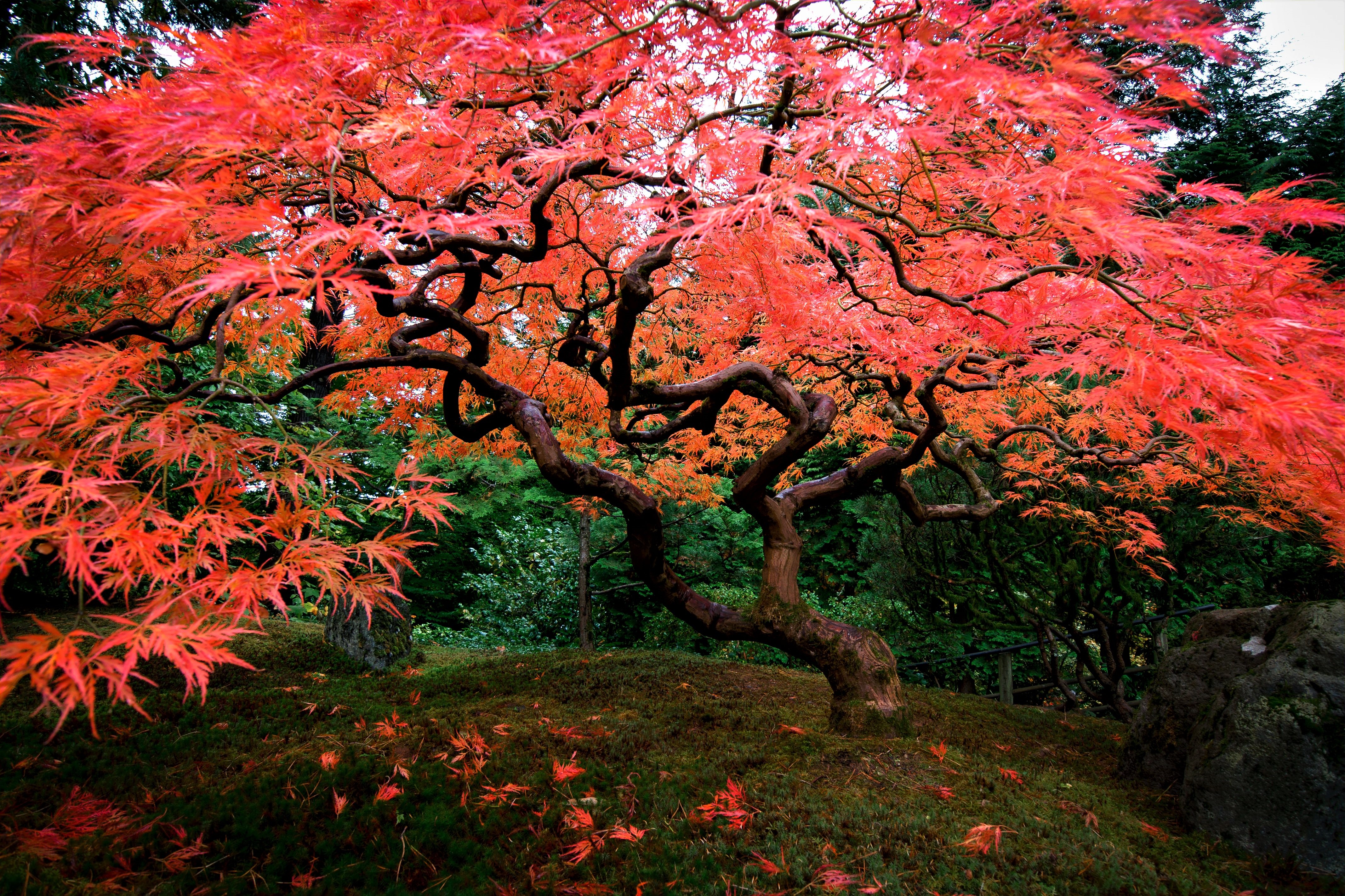 Деревья из японии