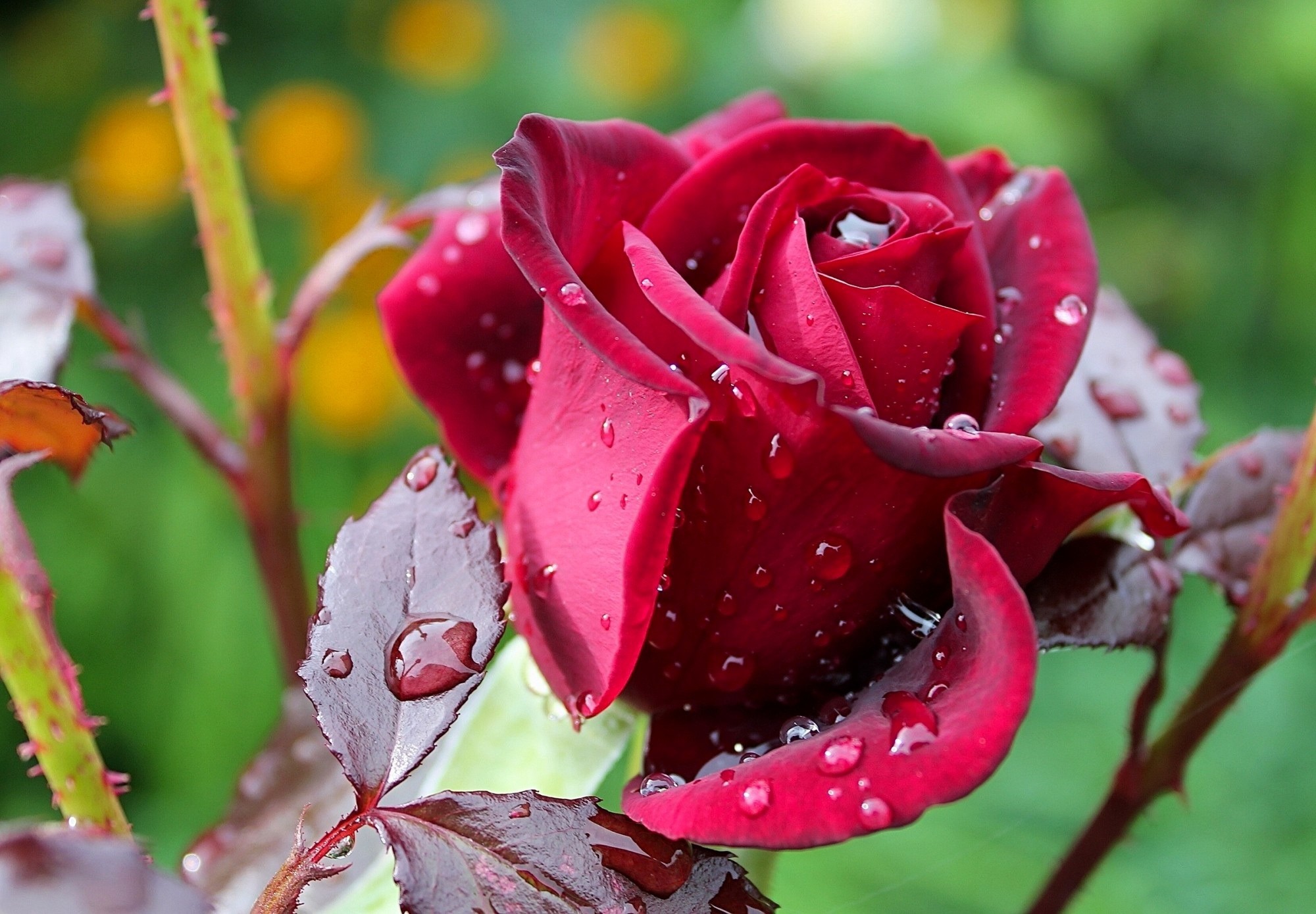 drops, rose flower, macro, rose, bud, dew