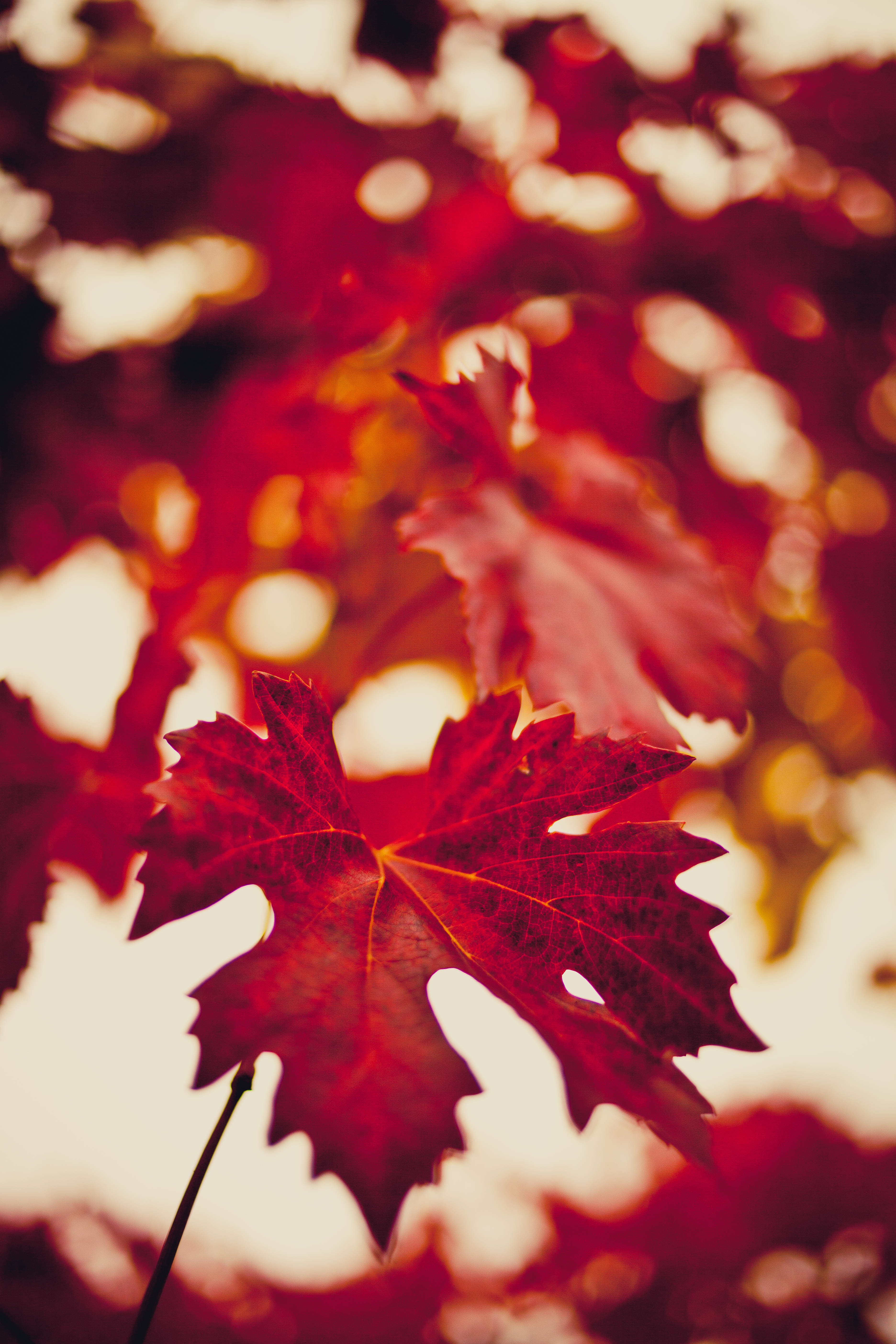 在您的 PC 桌面上免費下載 秋, 宏, 红色的, 枫叶, 模糊 圖片
