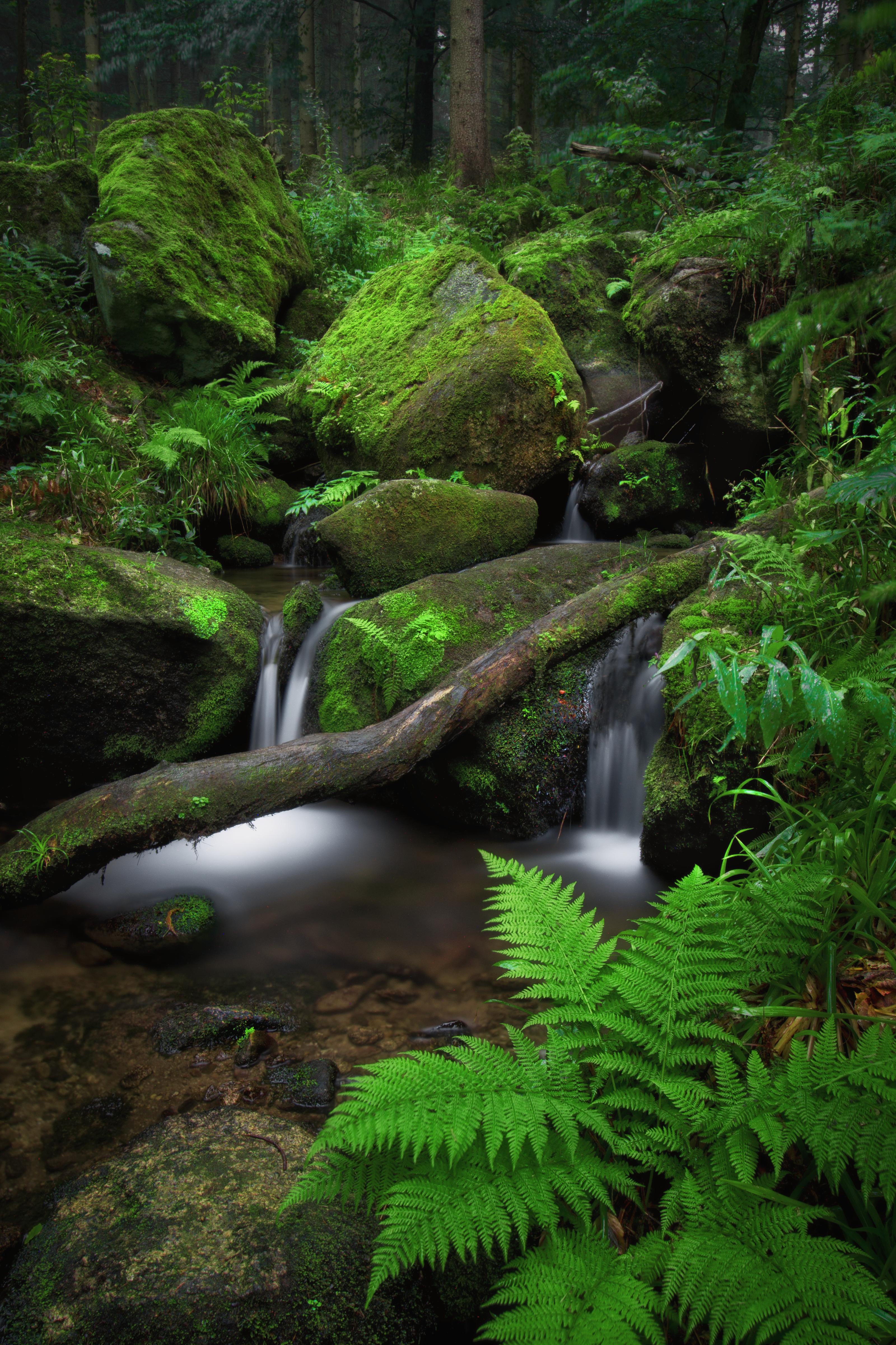 Laden Sie das Stones, Farn, Moss, Natur, Moos, Wasserfall-Bild kostenlos auf Ihren PC-Desktop herunter