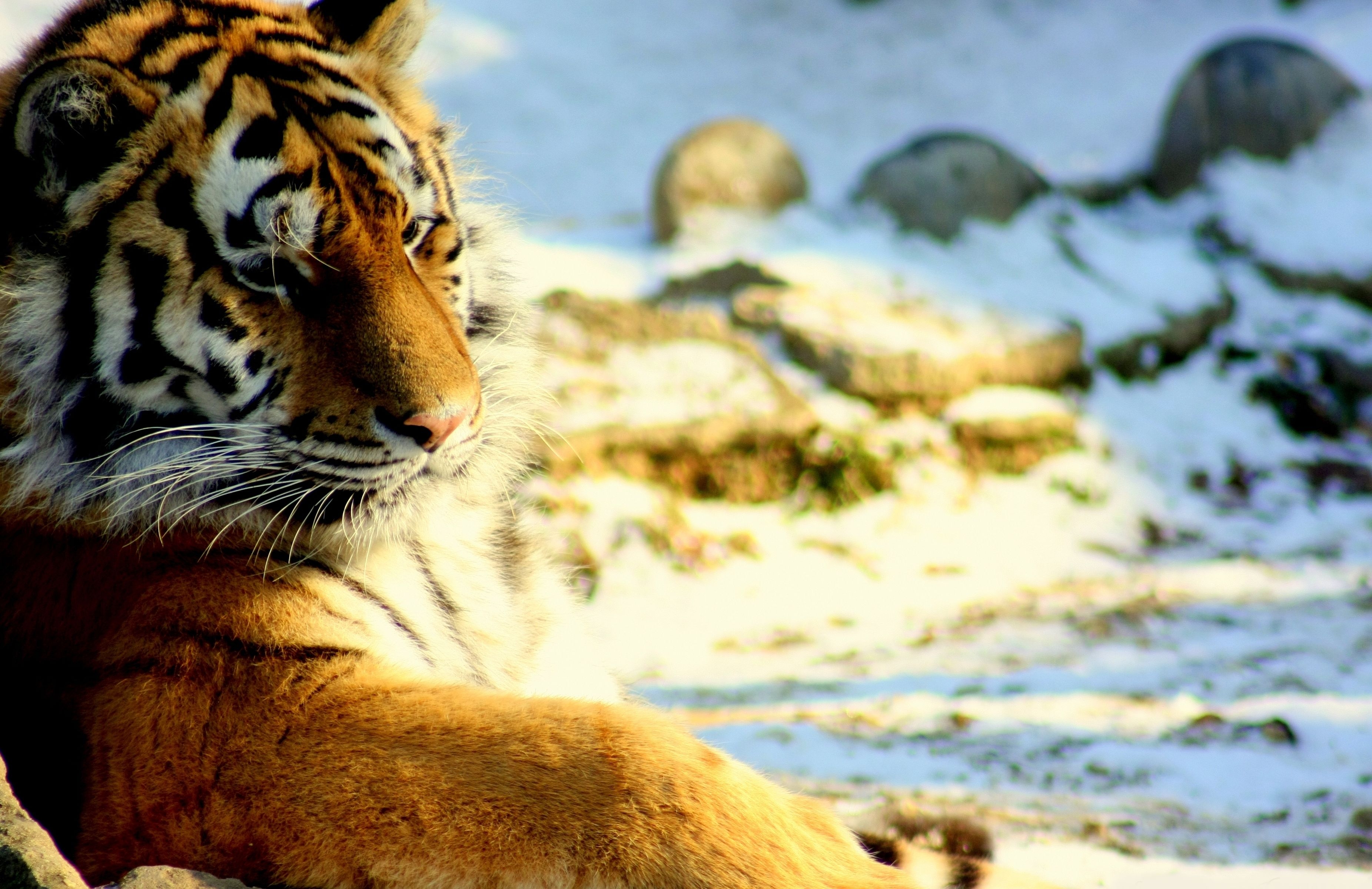 Download mobile wallpaper Snow, To Lie Down, Lie, Animals, Predator, Big Cat, Tiger for free.