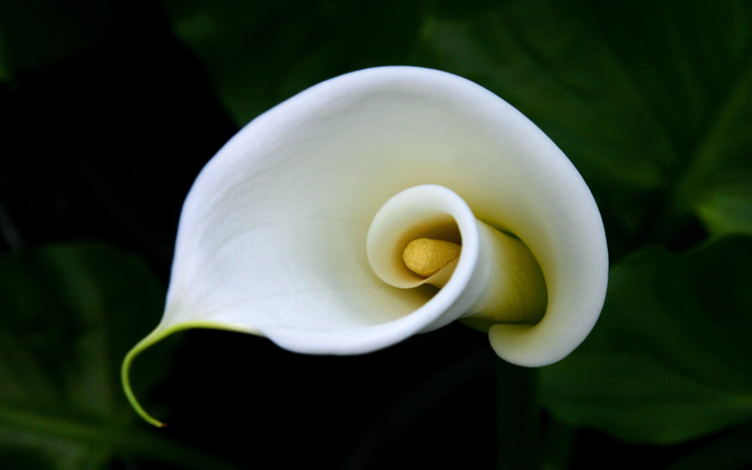 calla lily, earth High Definition image