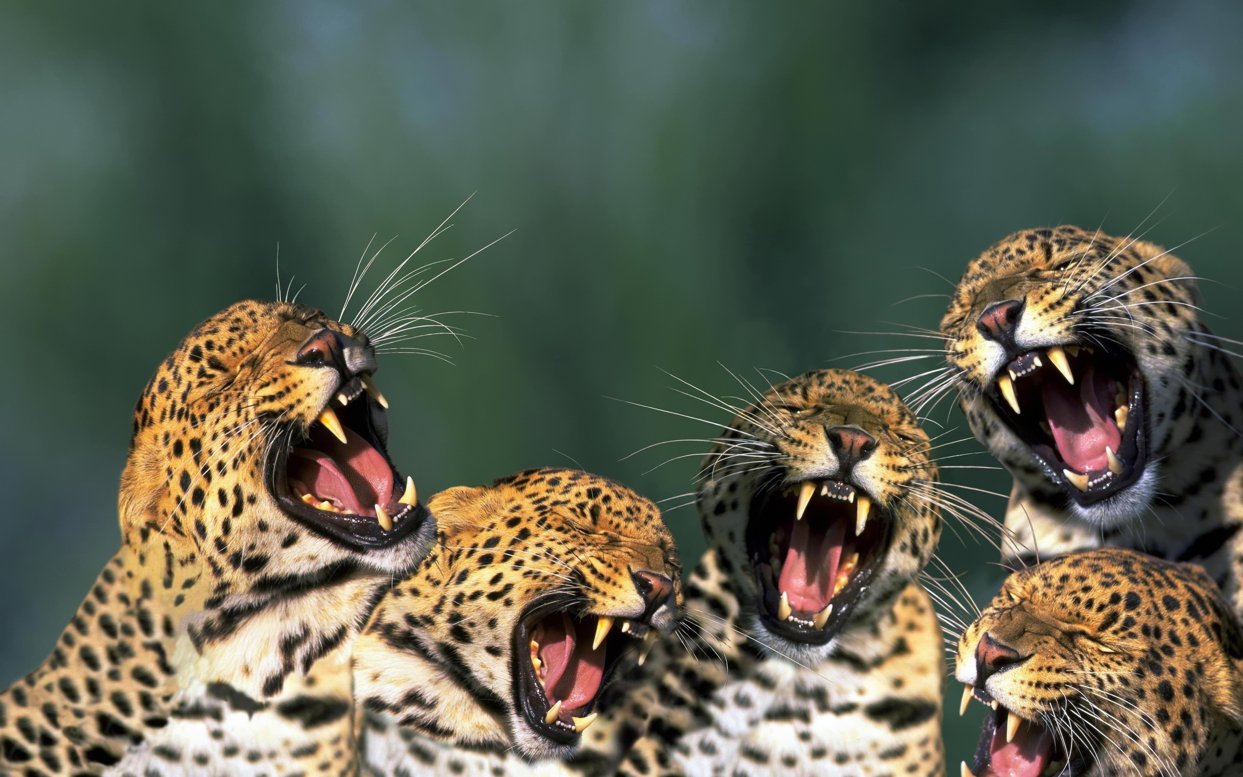 162497 télécharger l'image animaux, jaguar, chats - fonds d'écran et économiseurs d'écran gratuits