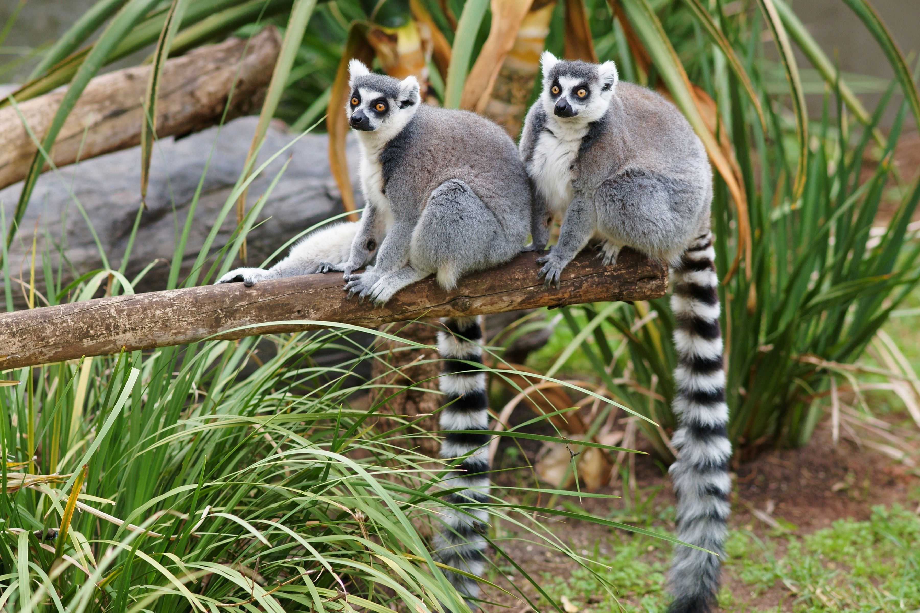 301230 Bild herunterladen tiere, lemur, affen - Hintergrundbilder und Bildschirmschoner kostenlos