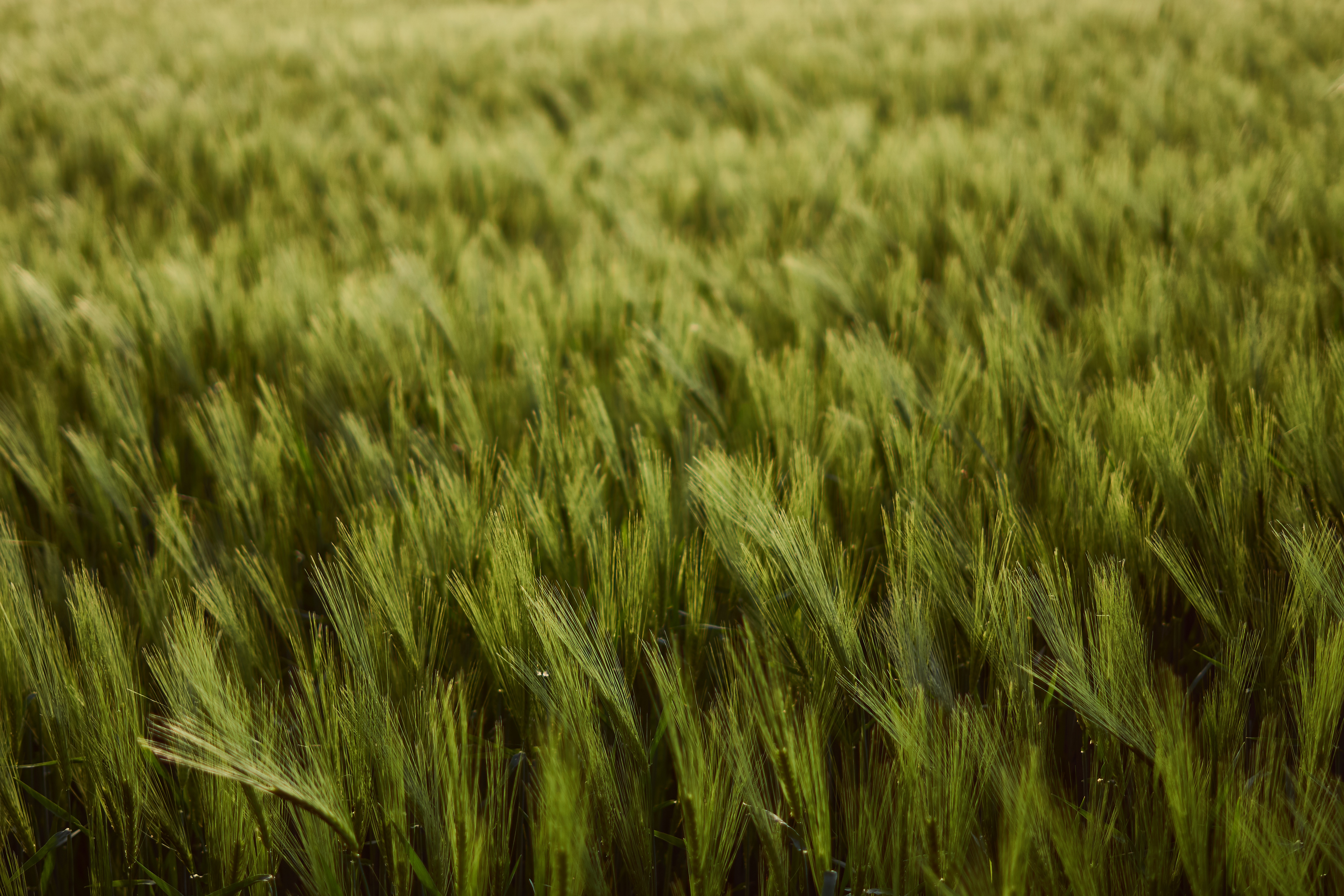harvest, nature, wheat, green, field, thick, ears, spikes