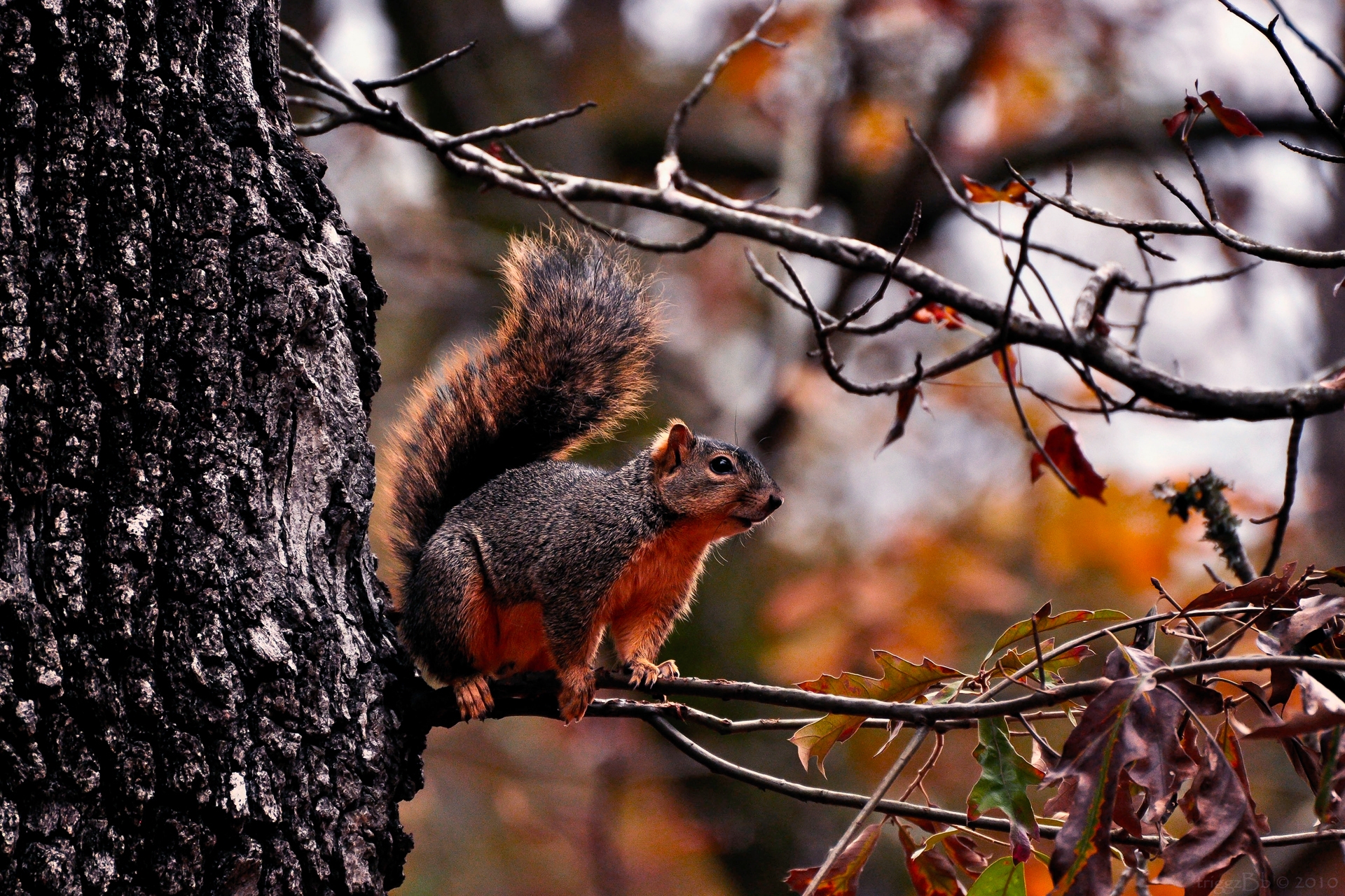102479 télécharger l'image écureuil, feuilles, animaux, automne, bois, arbre, branches - fonds d'écran et économiseurs d'écran gratuits