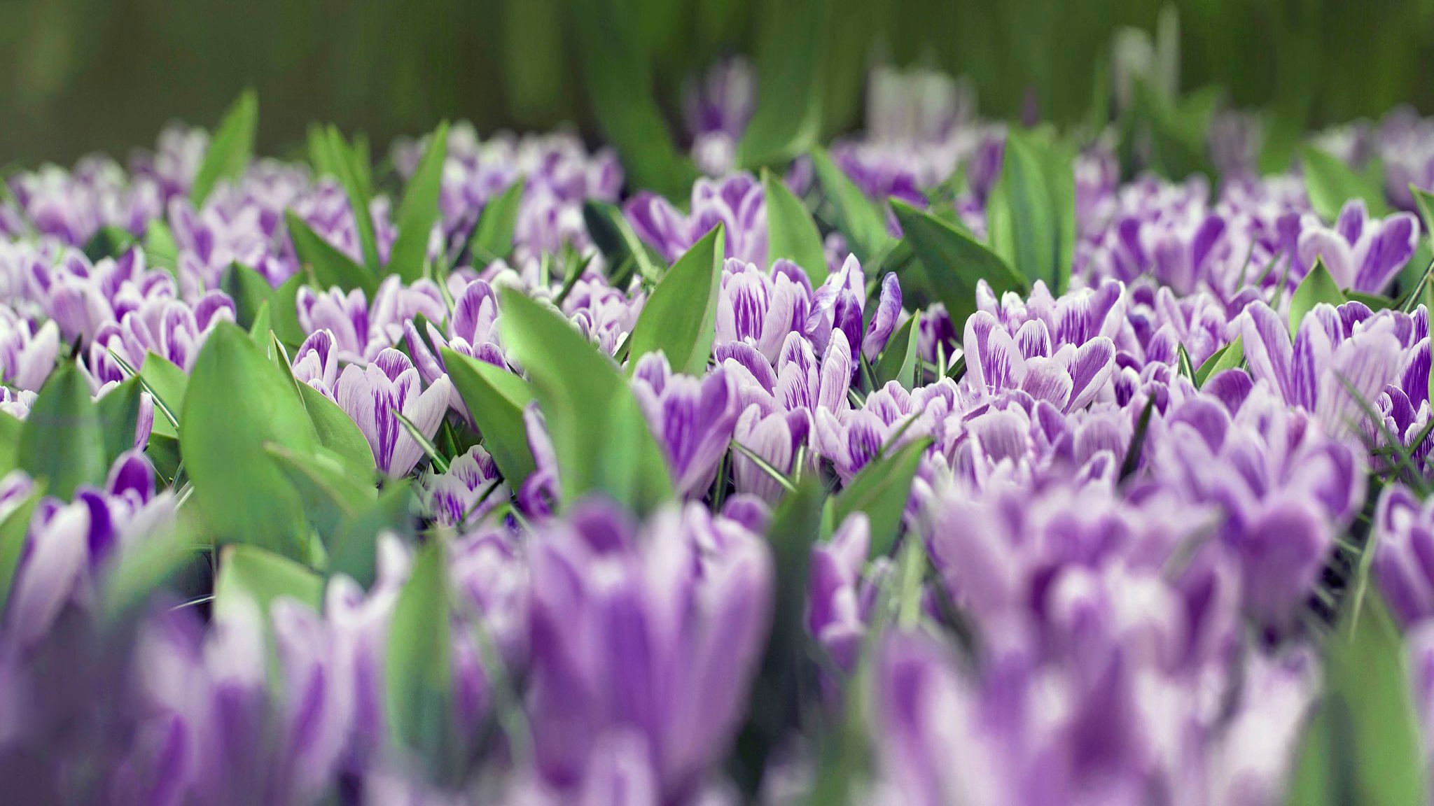 Видео снятое на телефон крокус. Крокусы. Крокус фиолетовый. Фиолетовые весенние цветы.